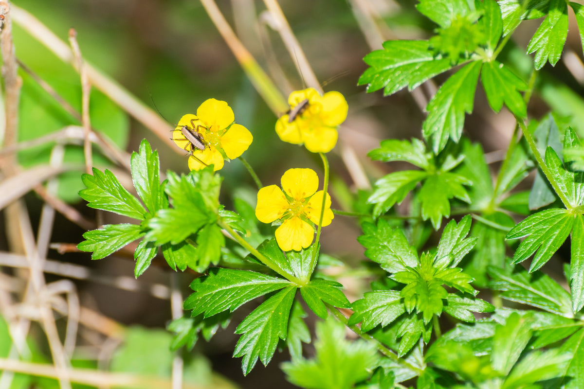 Potentilla erecta (Blutwurz)