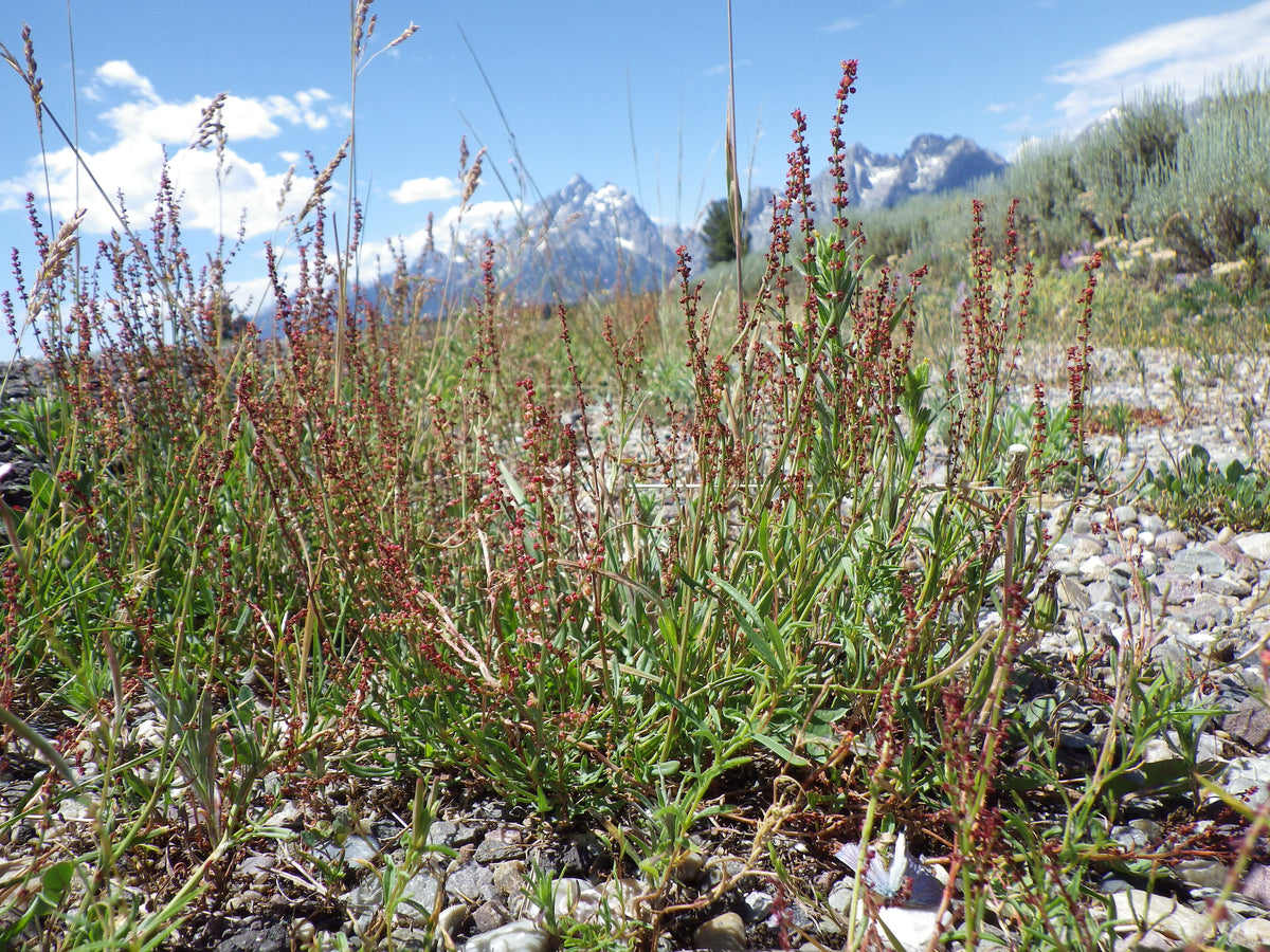 Rumex acetosella (Kleiner Sauerampfer)