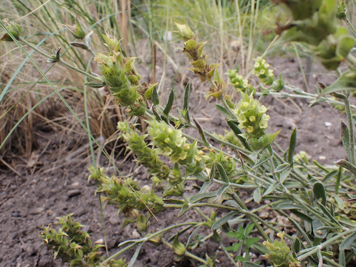 Sideritis syriaca (Griechischer Bergtee)