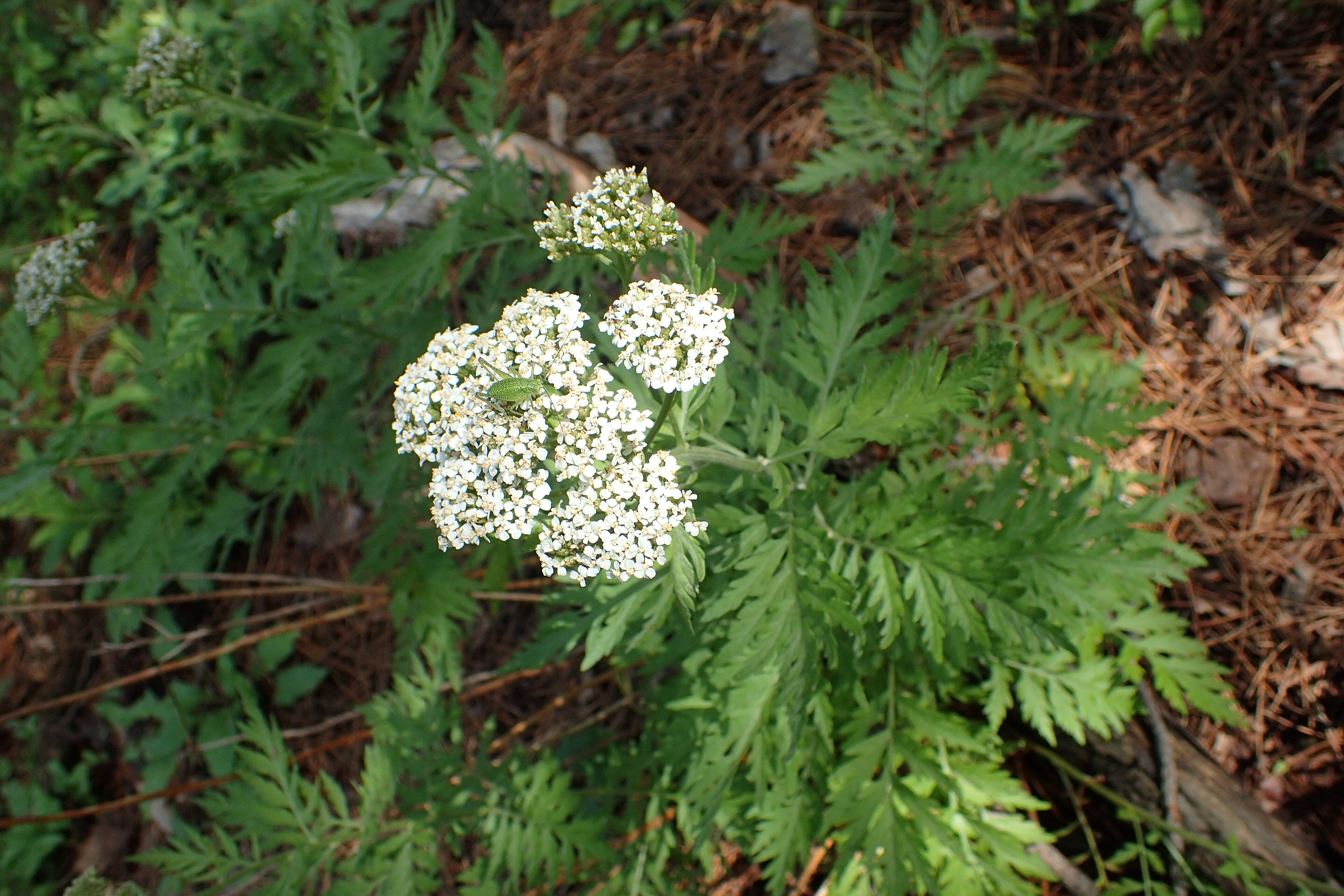 Tanacetum macrophyllum (Großblättrige Wucherblume)