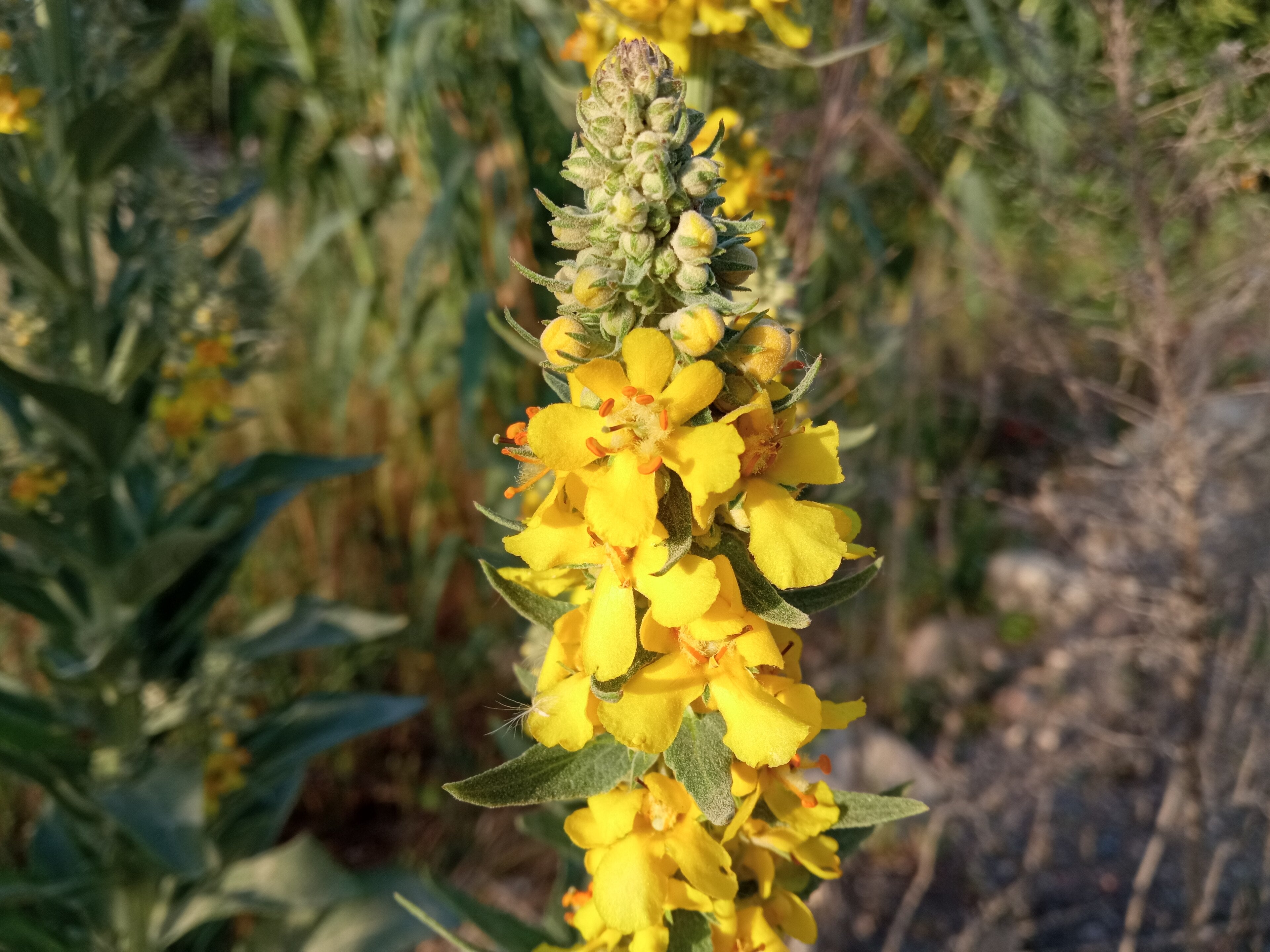 Verbascum lychnitis (Mehlige Königskerze)