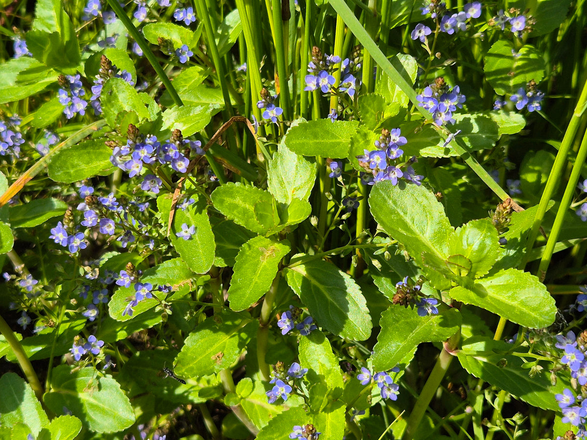 Veronica beccabunga (Bachbunge)