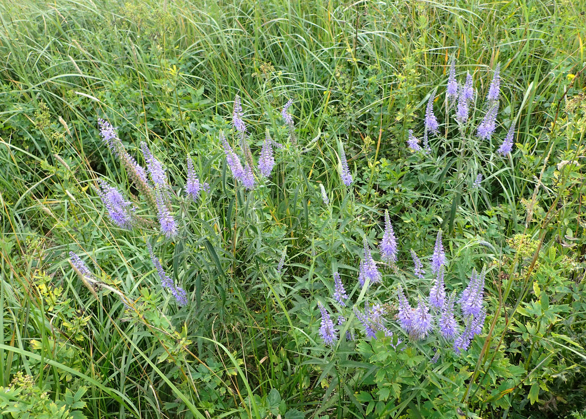Veronica longifolia (Langblättriger Ehrenpreis)