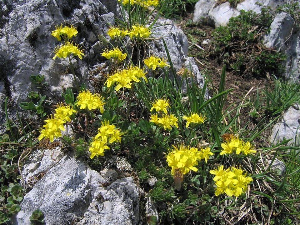 Draba aizoides (Immergrünes Felsenblümchen)