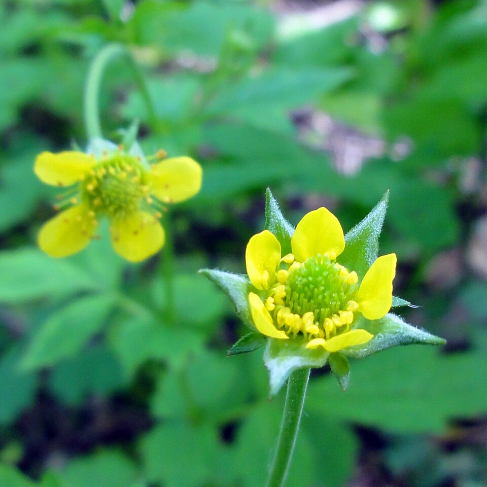 Geum urbanum (Echte Nelkenwurz)