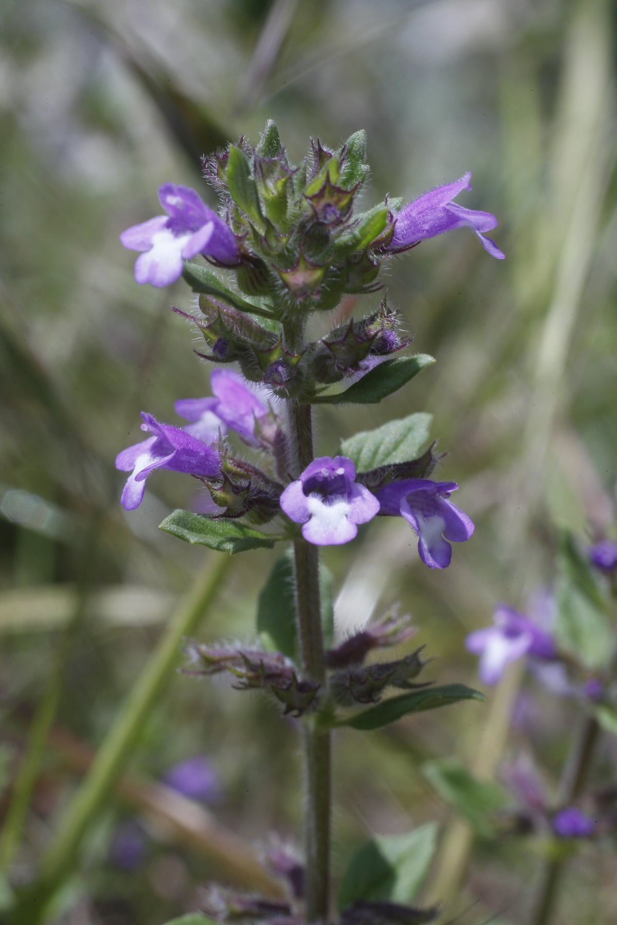 Acinos arvensis (Steinquendel)