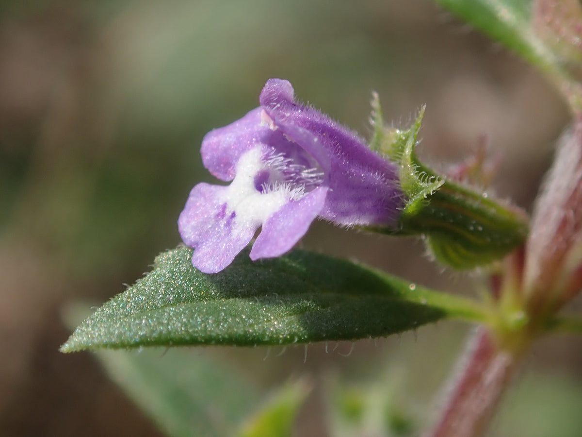 Acinos arvensis (Steinquendel)