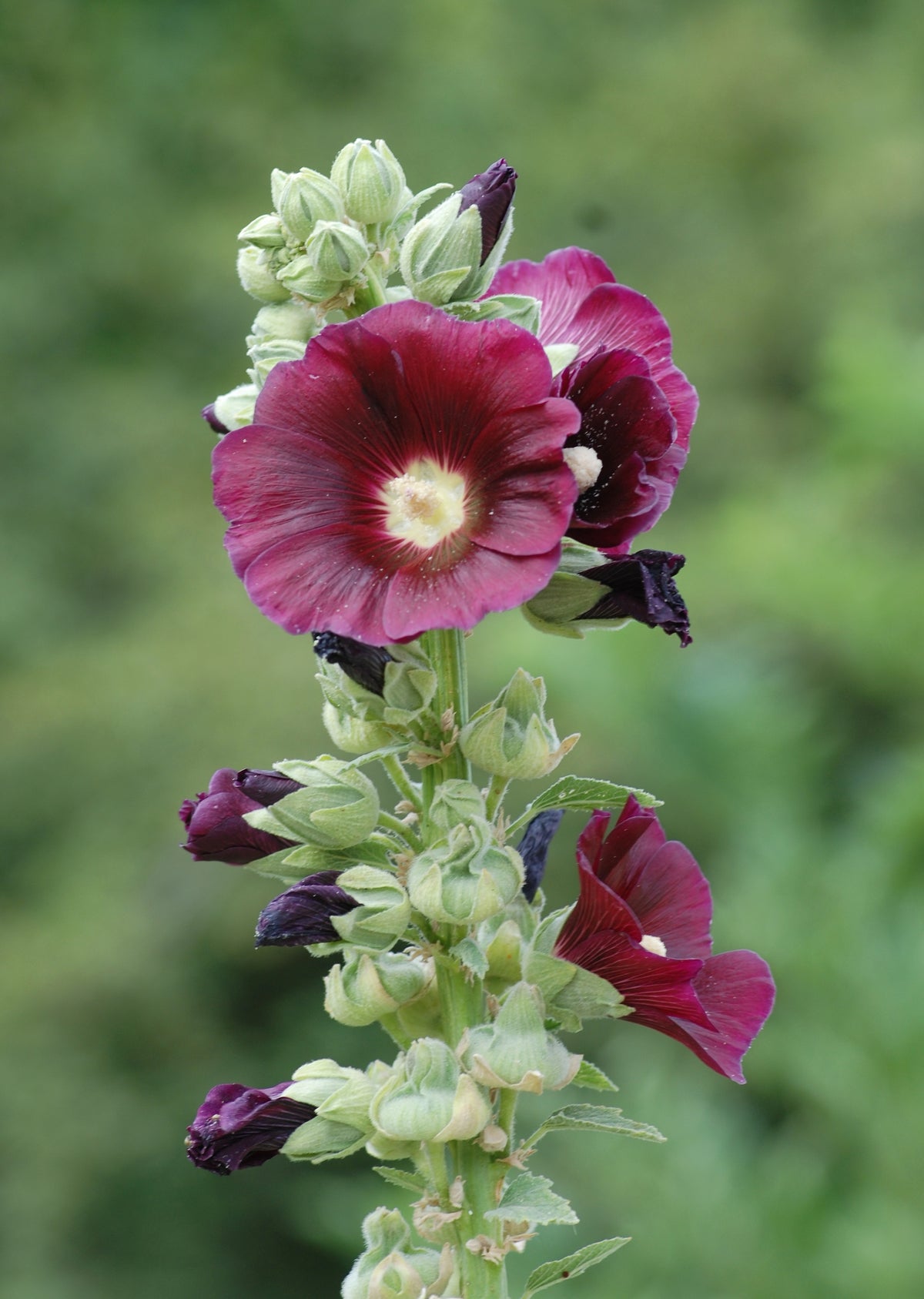 Alcea rosea (Garten-Stockrose)