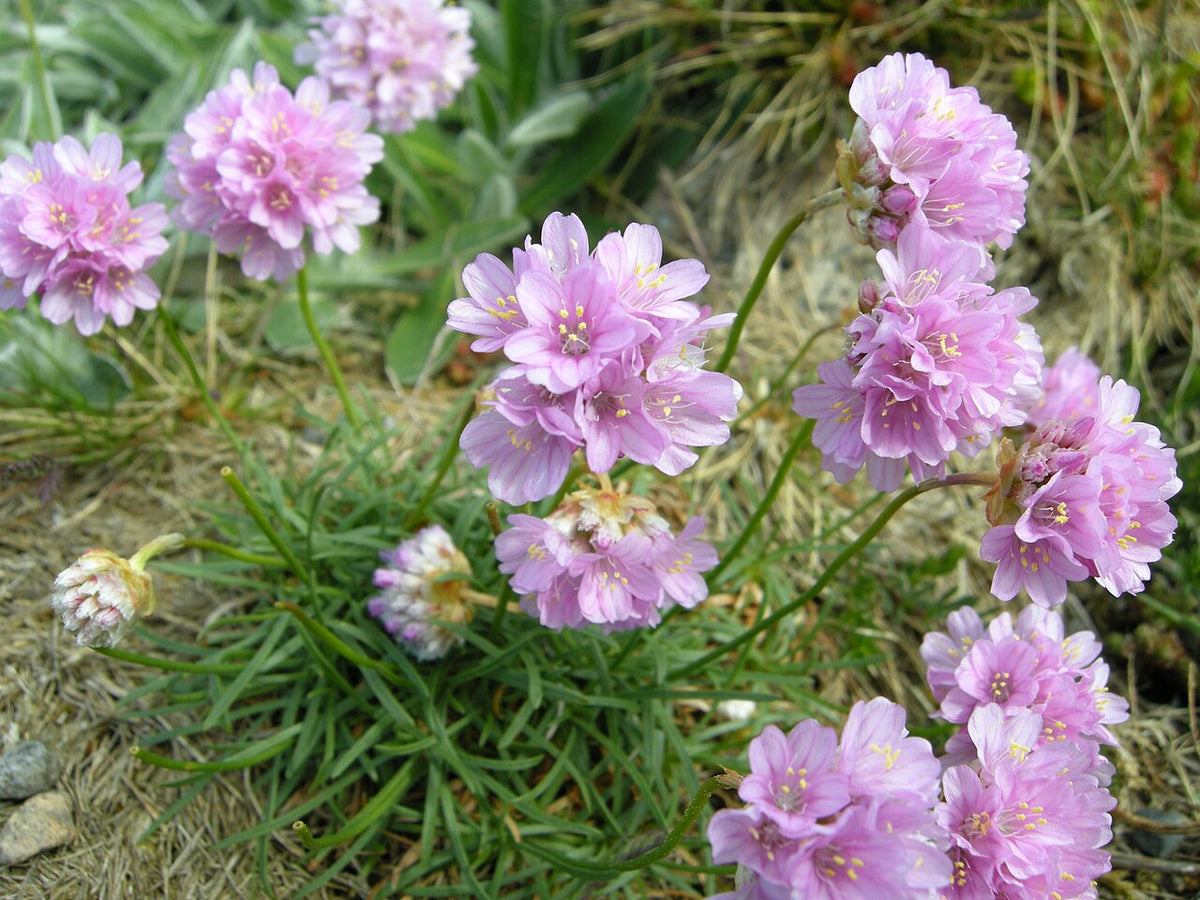 <a href="https://commons.wikimedia.org/wiki/File:Armeria_maritima_no.JPG">Arnstein Rønning</a>, CC BY-SA 3.0, via Wikimedia Commons