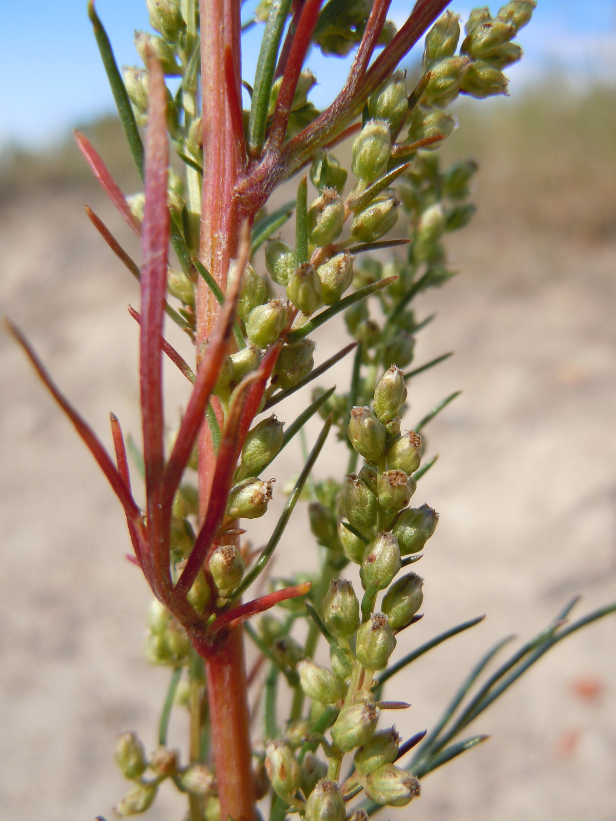 Artemisia campestris (Feld-Beifuß)