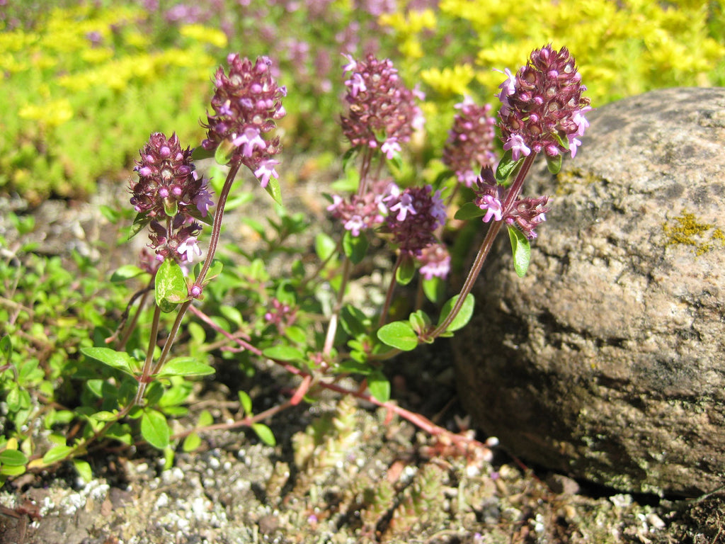 Arznei Thymian
