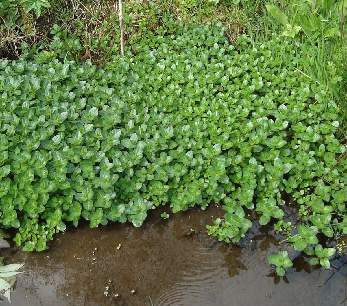 Veronica beccabunga (Bachbunge)