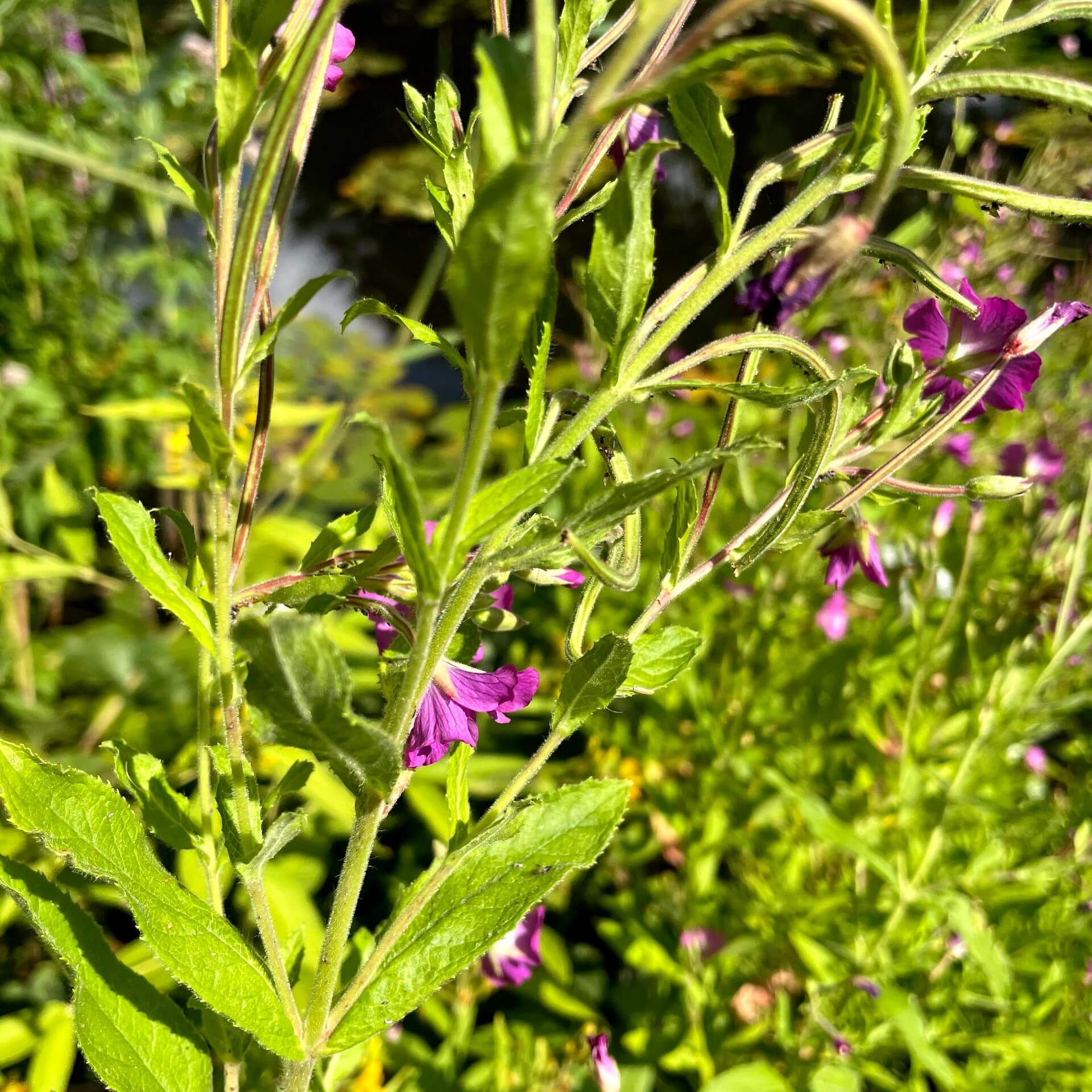 Behaartes Weidenröschen