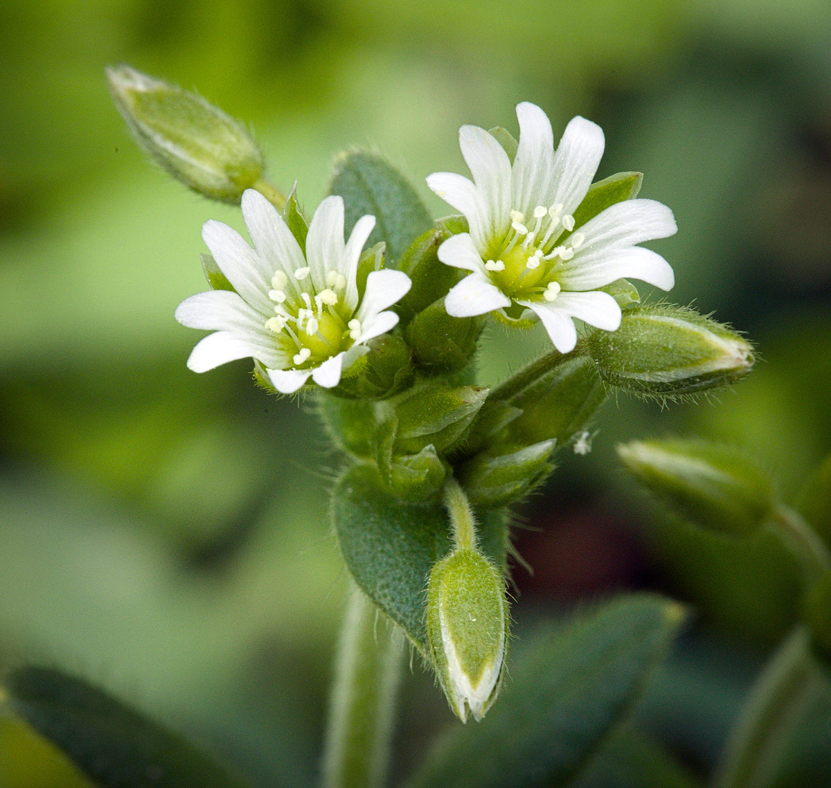 Cerastium holosteoides (Quellen-Hornkraut)