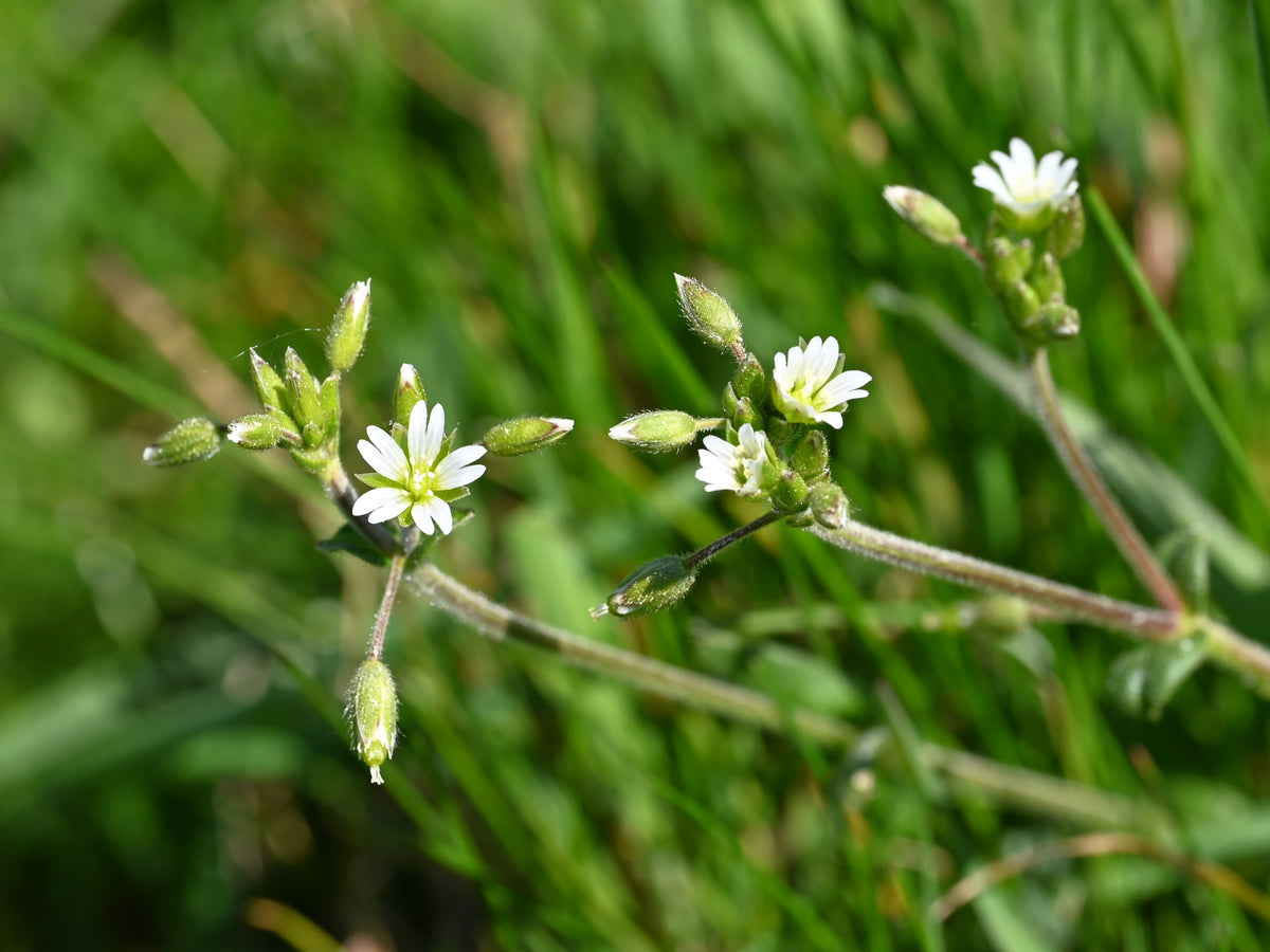 Cerastium holosteoides (Quellen-Hornkraut)