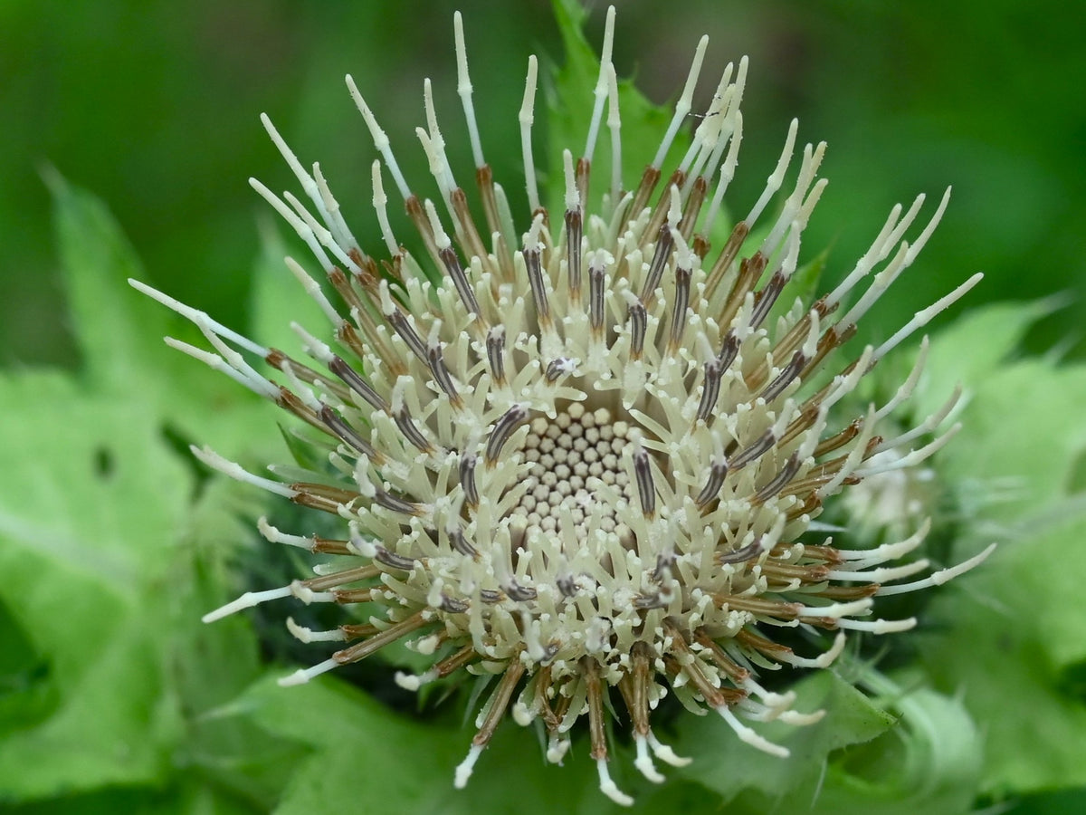 Cirsium oleraceum (Kohldistel)