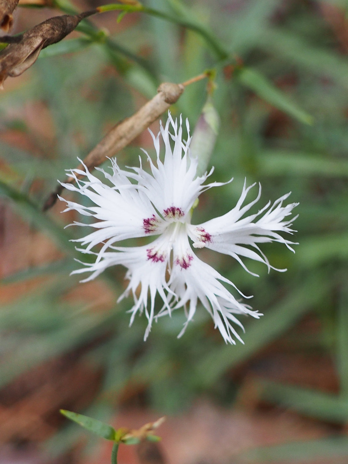 Dianthus arenarius (Sand-Nelke)