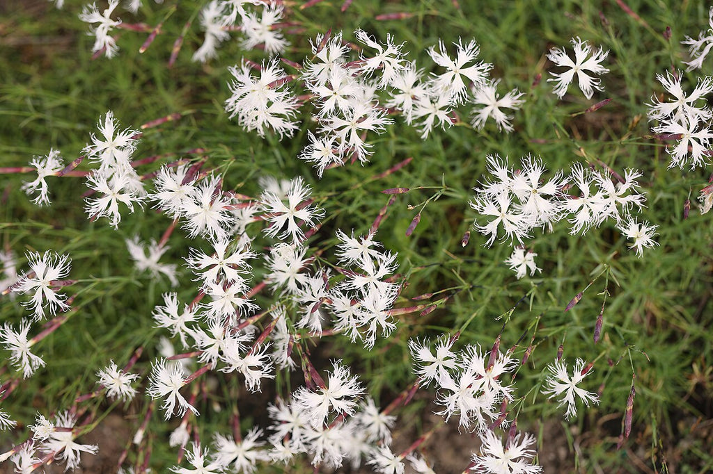 Dianthus arenarius