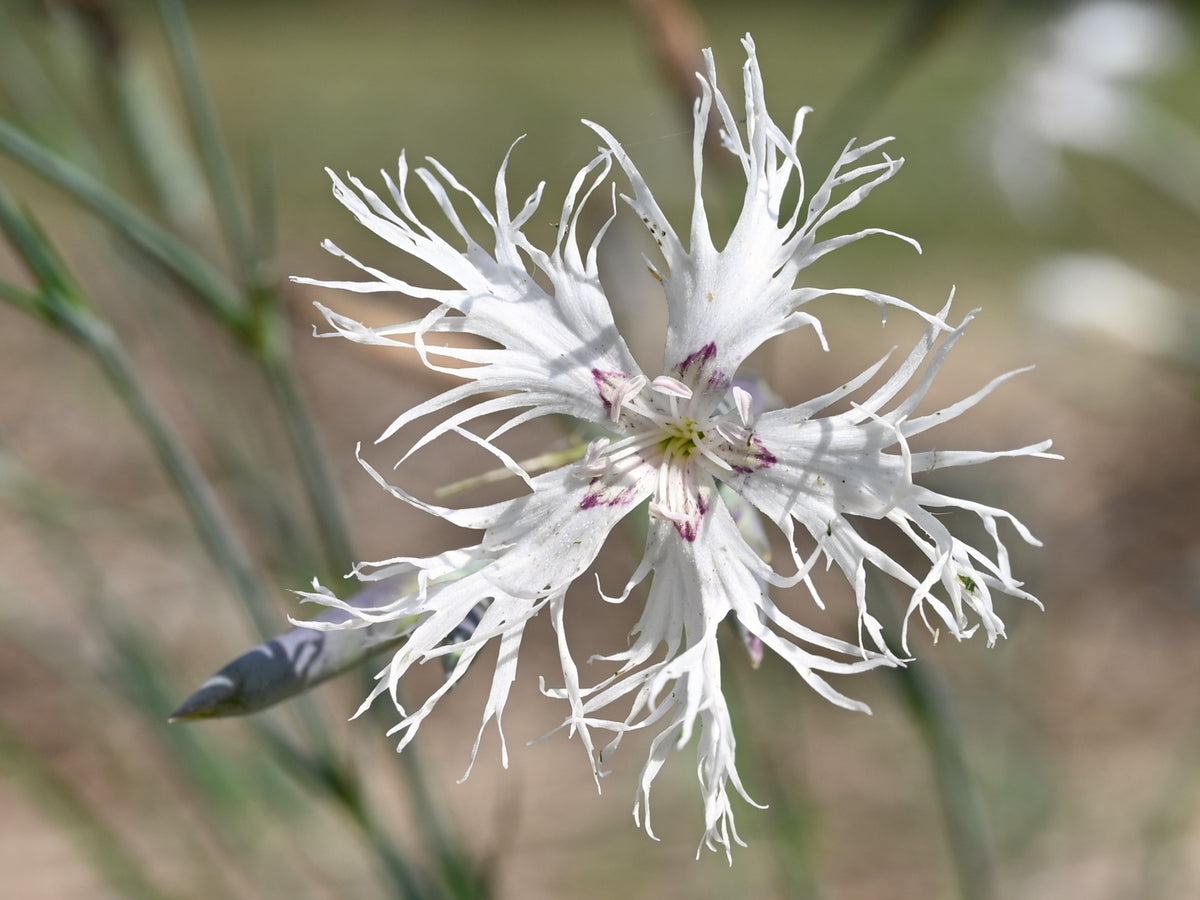 Dianthus arenarius (Sand-Nelke)