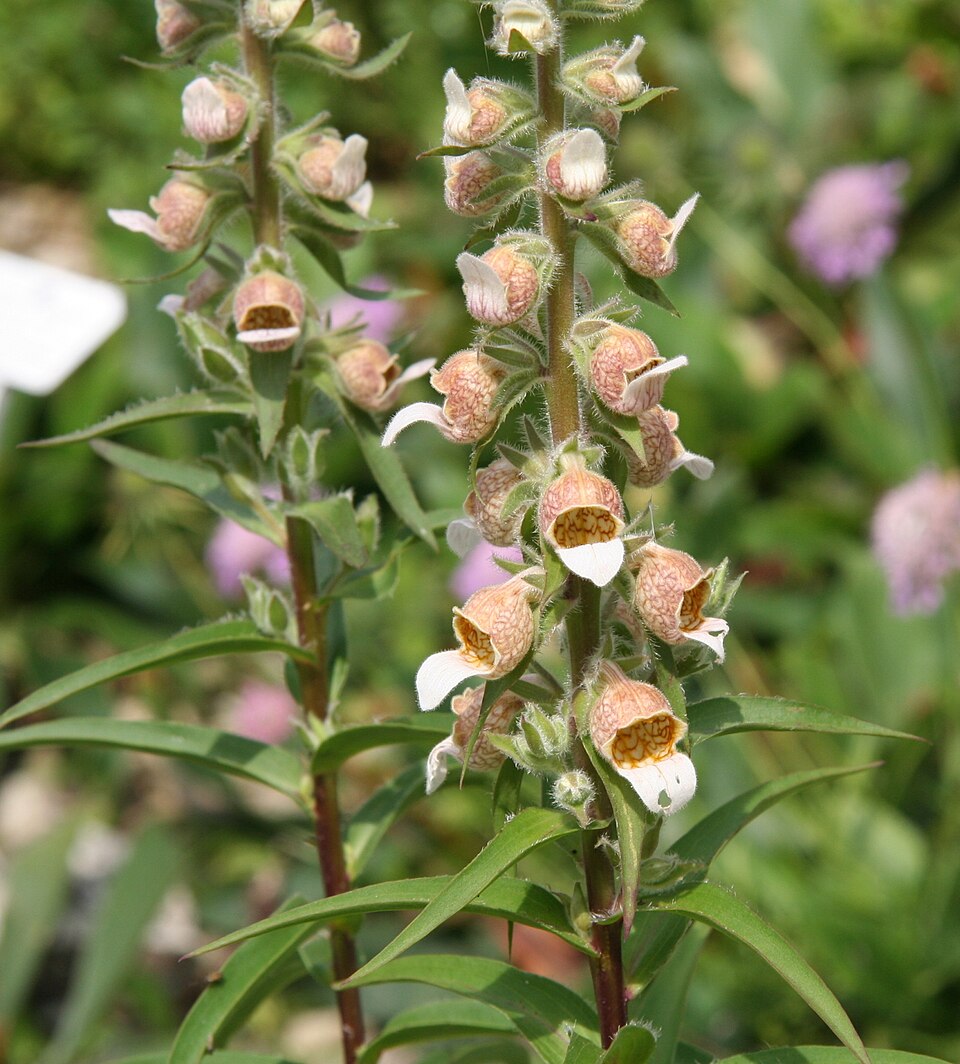 Digitalis_lanata