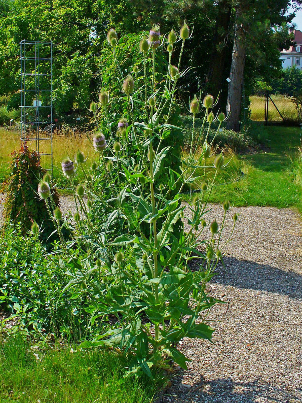 Dipsacus fullonum (Wilde Karde)