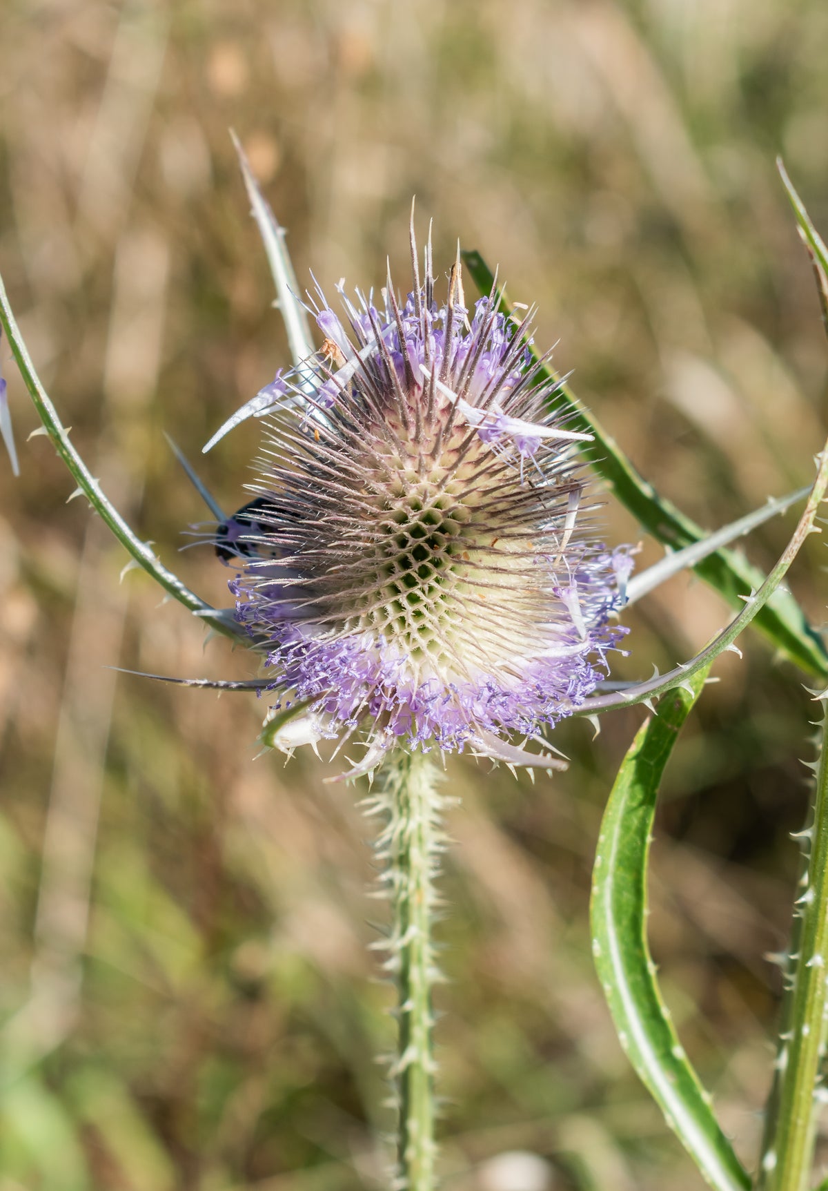 Dipsacus fullonum (Wilde Karde)