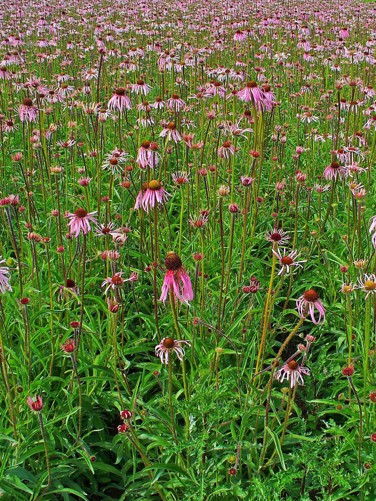 Echinacea pallida (Prärie-Igelkopf)