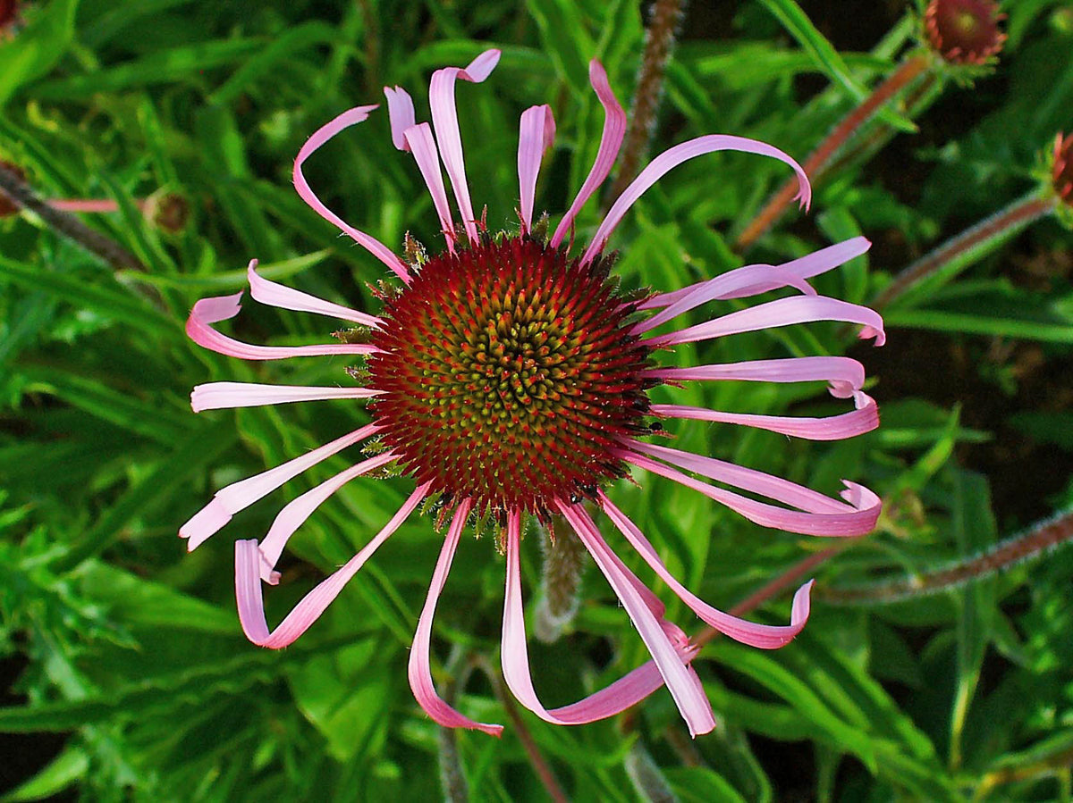 Echinacea pallida (Prärie-Igelkopf)