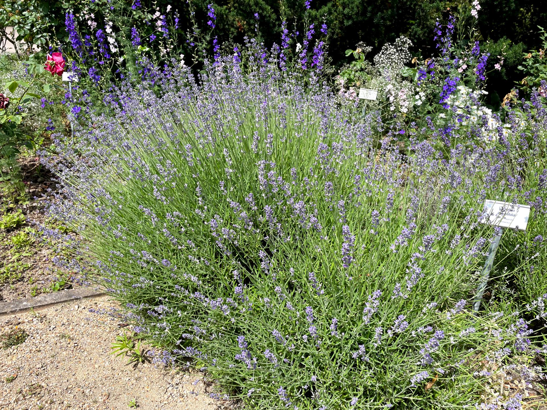 Echter Lavendel