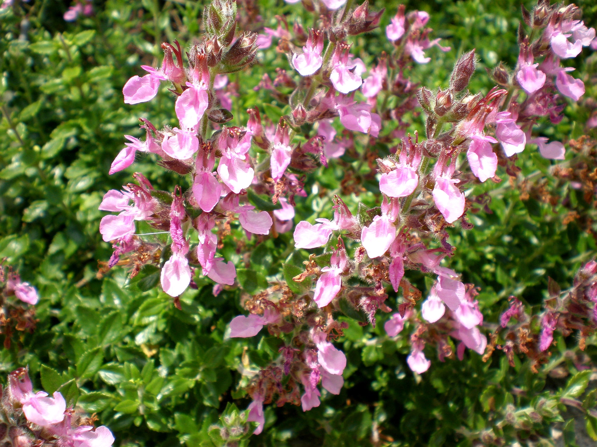 Teucrium chamaedrys (Edel-Gamander) – Stauden-Marie