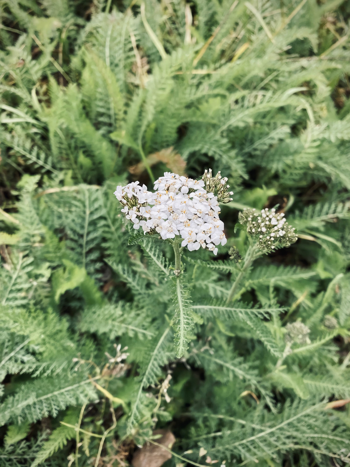 Achillea millefolium (Schafgarbe)