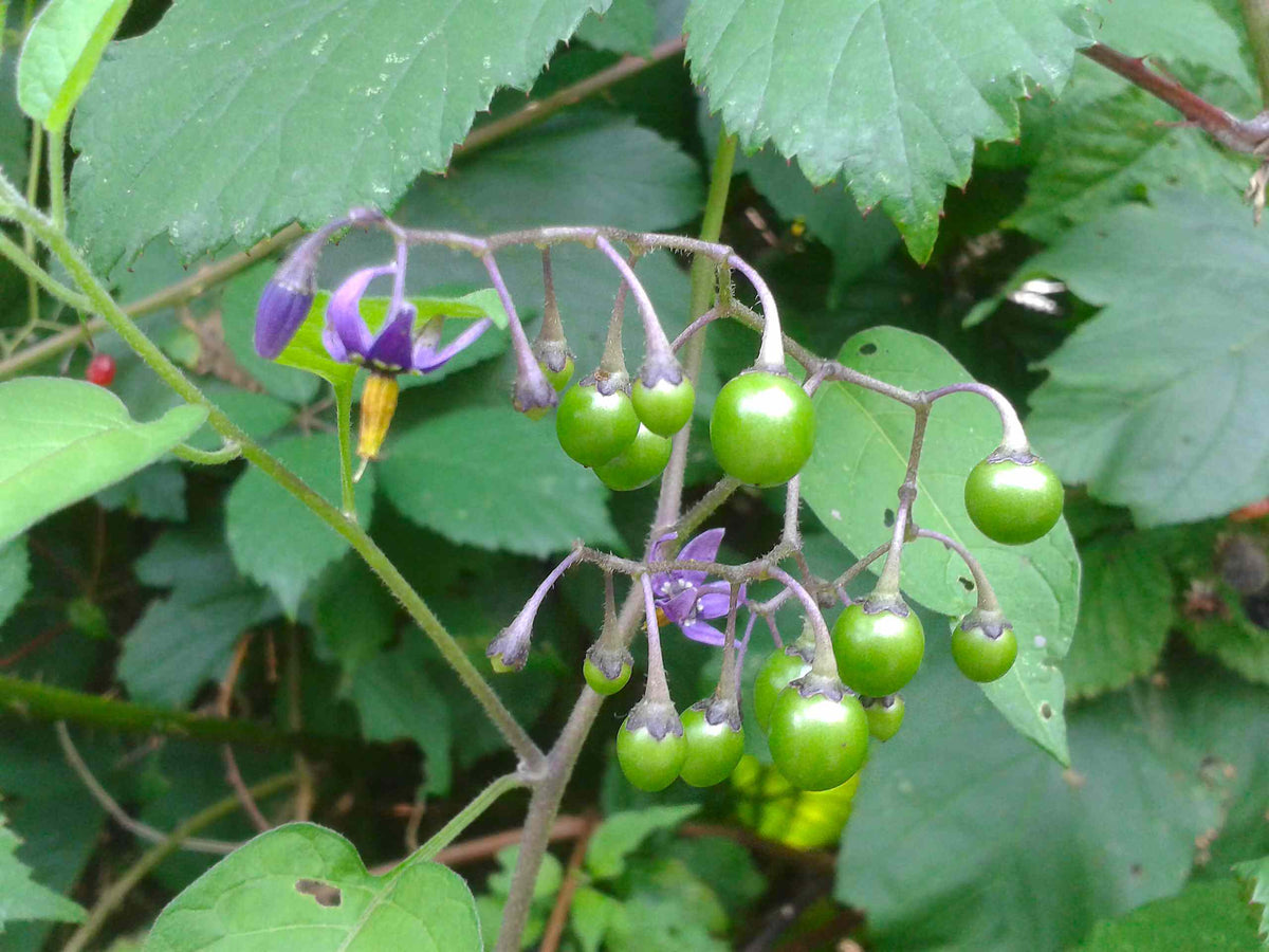 Solanum dulcamara (Bittersüßer Nachtschatten)