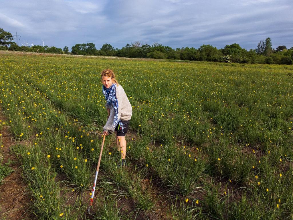 Marie von der Gärtnerei Wildland beim hacken vom Wiesen Bocksbart
