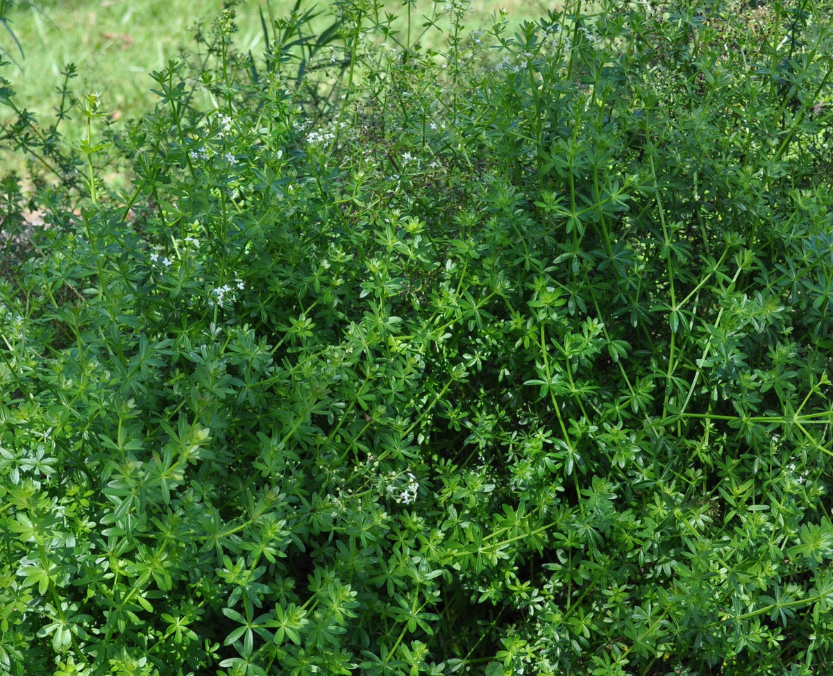 Galium mollugo (Wiesen-Labkraut)