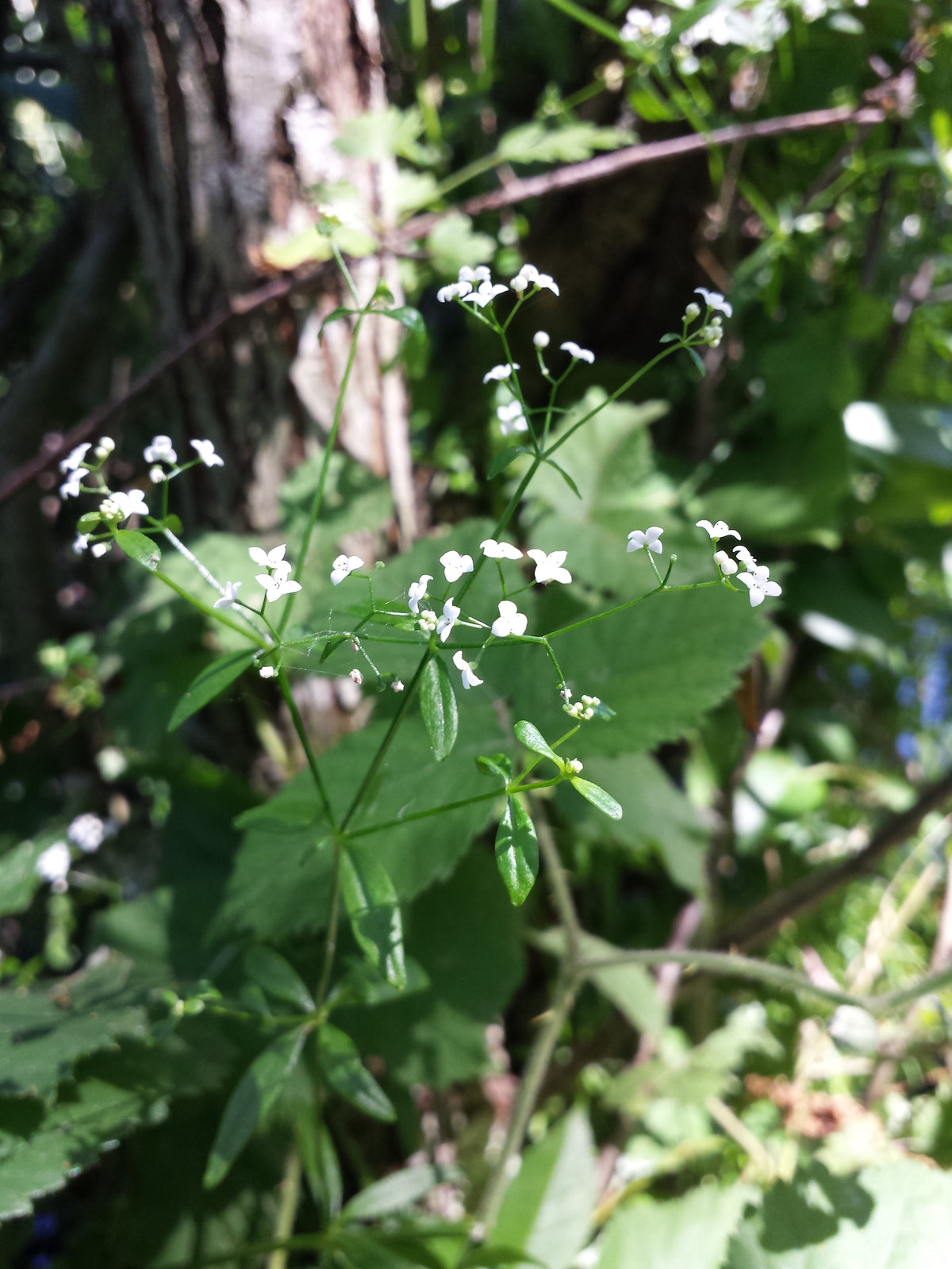 Galium palustre (Sumpf-Labkraut)