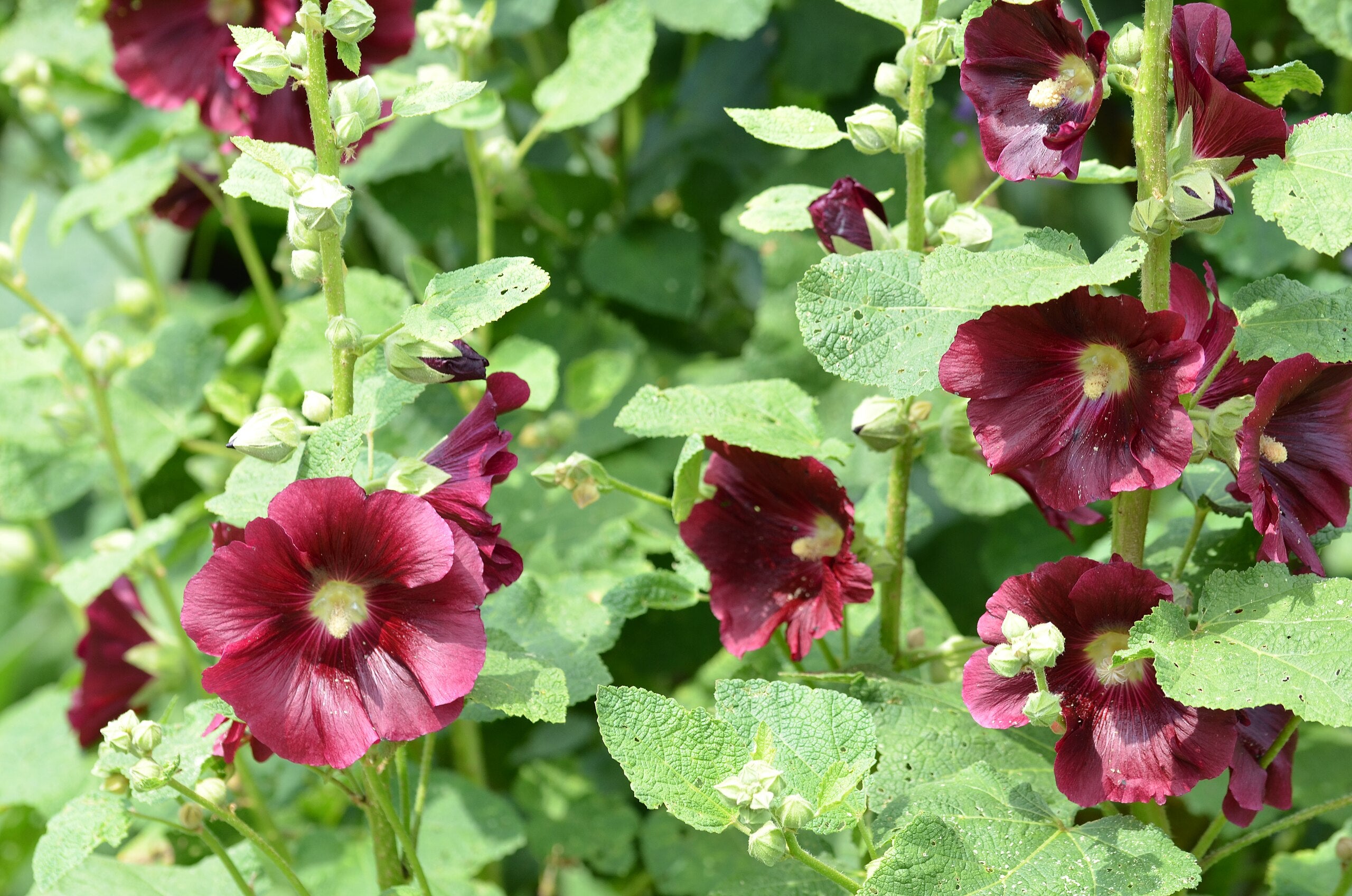 Garten-Stockrose