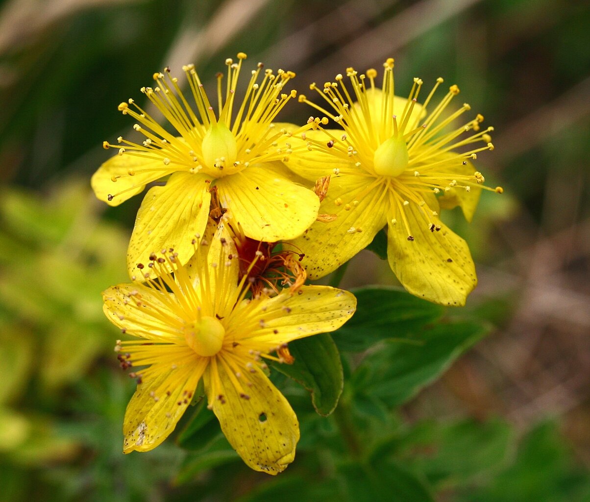 Geflecktes Johanniskraut