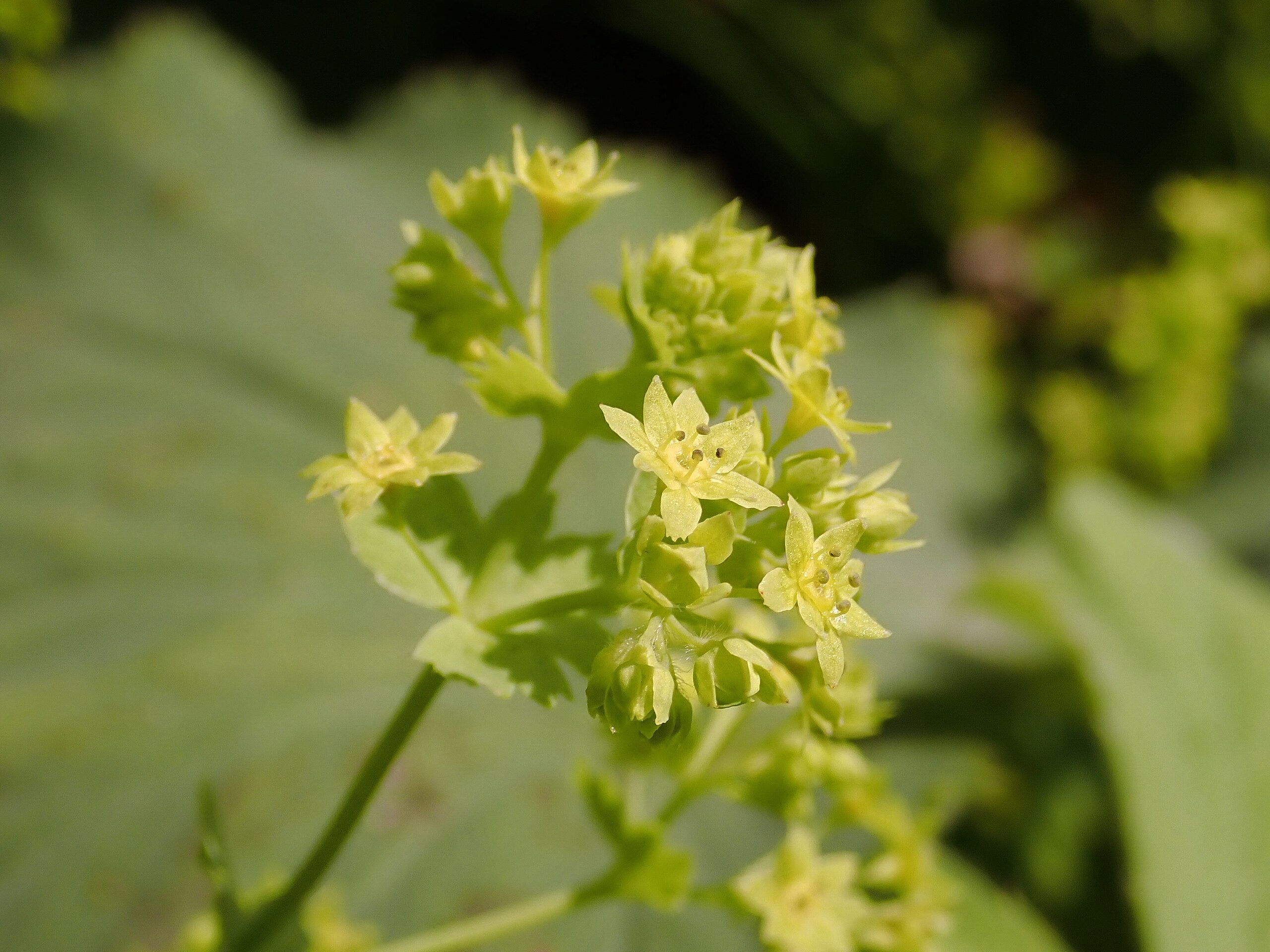 Gelbgrüner Frauenmantel 
