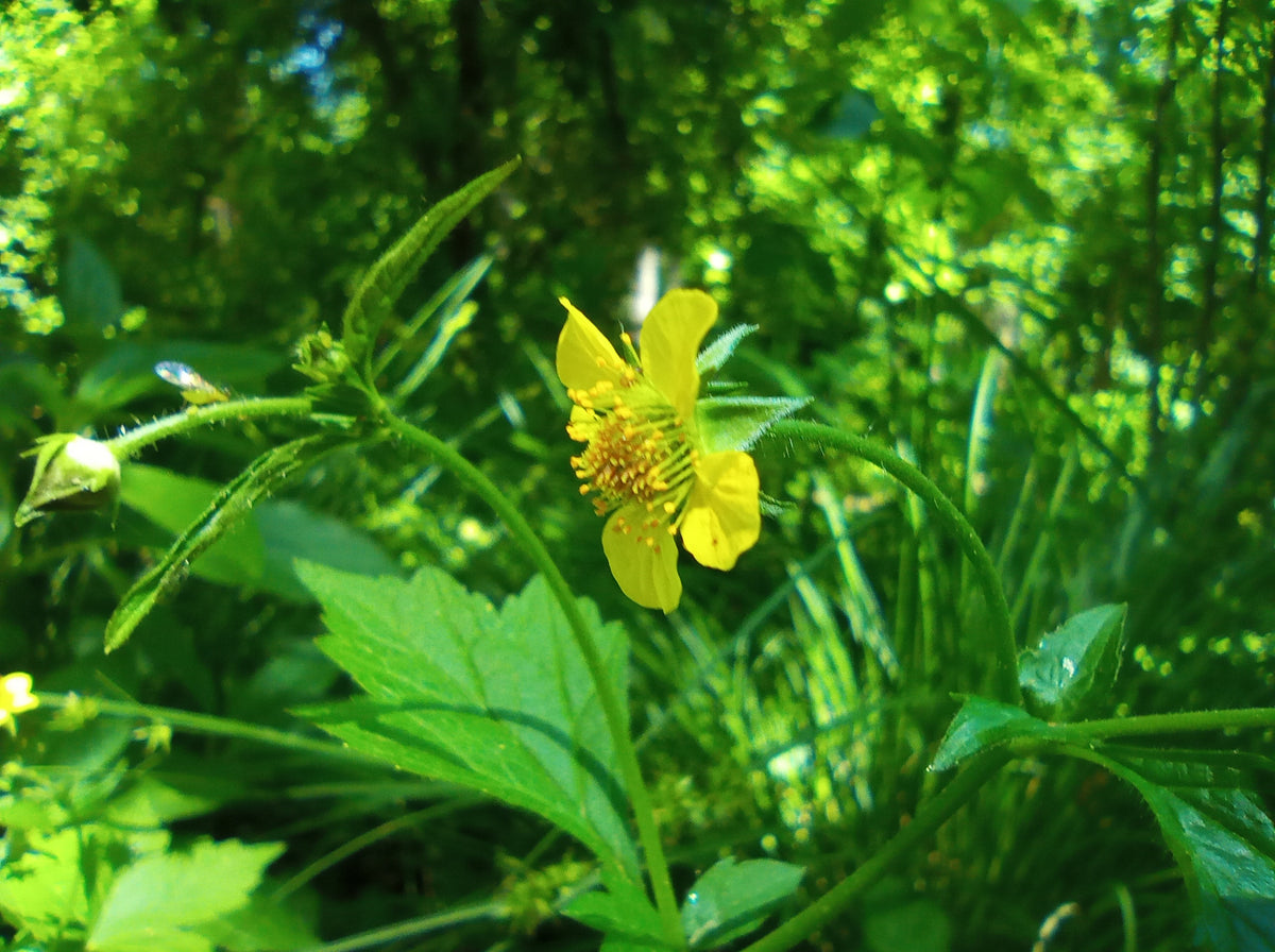 Geum urbanum (Echte Nelkenwurz)