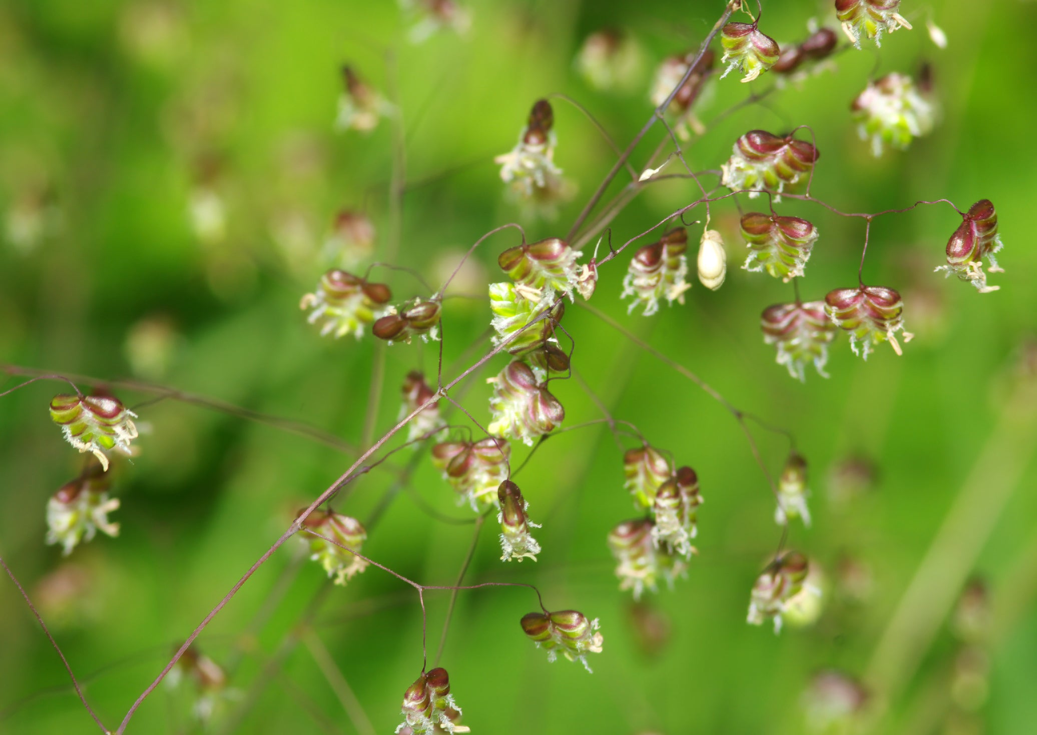 Gewöhnliche Zittergras