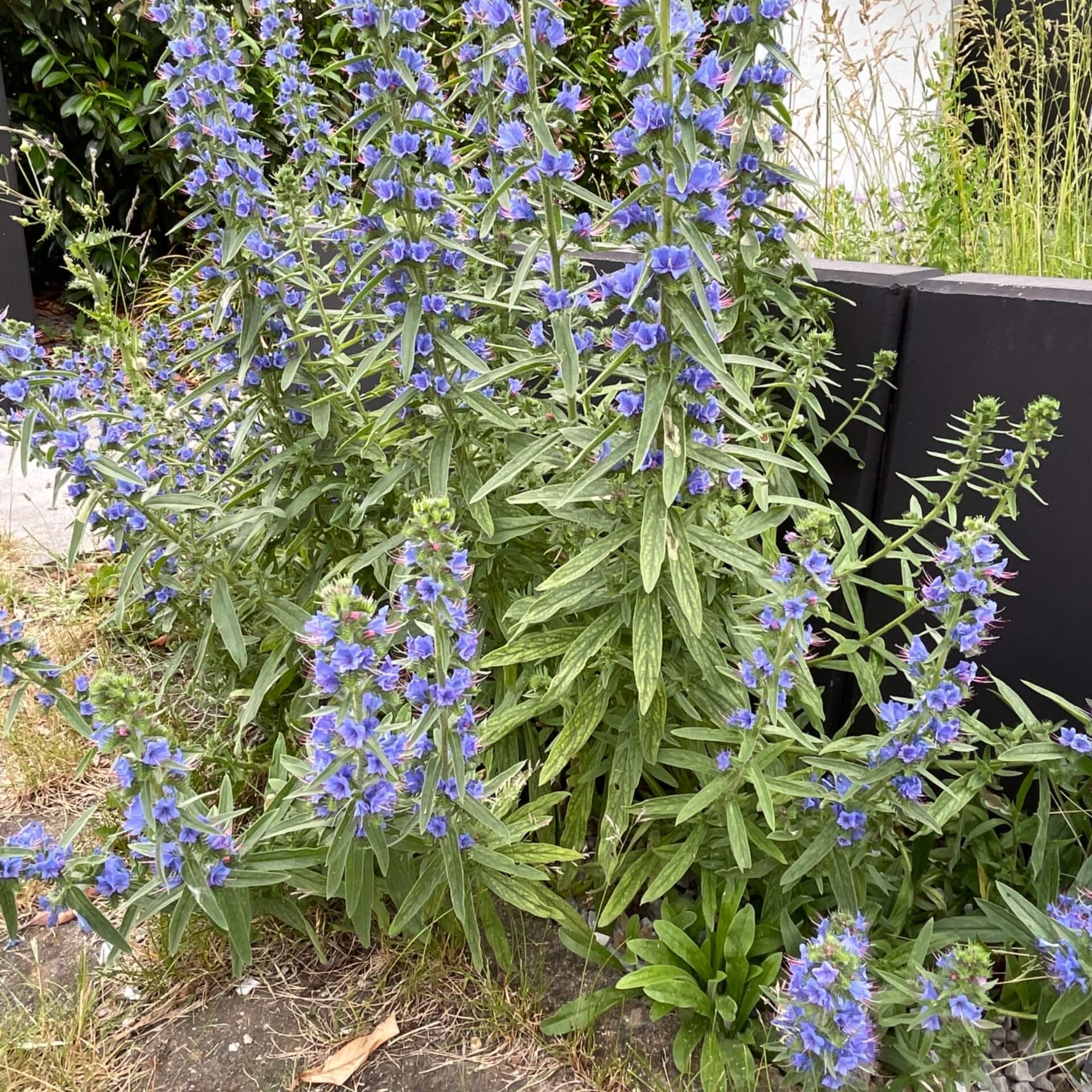 Gewöhnlicher Natternkopf