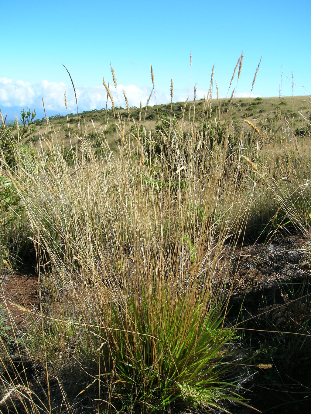 Gewöhnliches Ruchgras