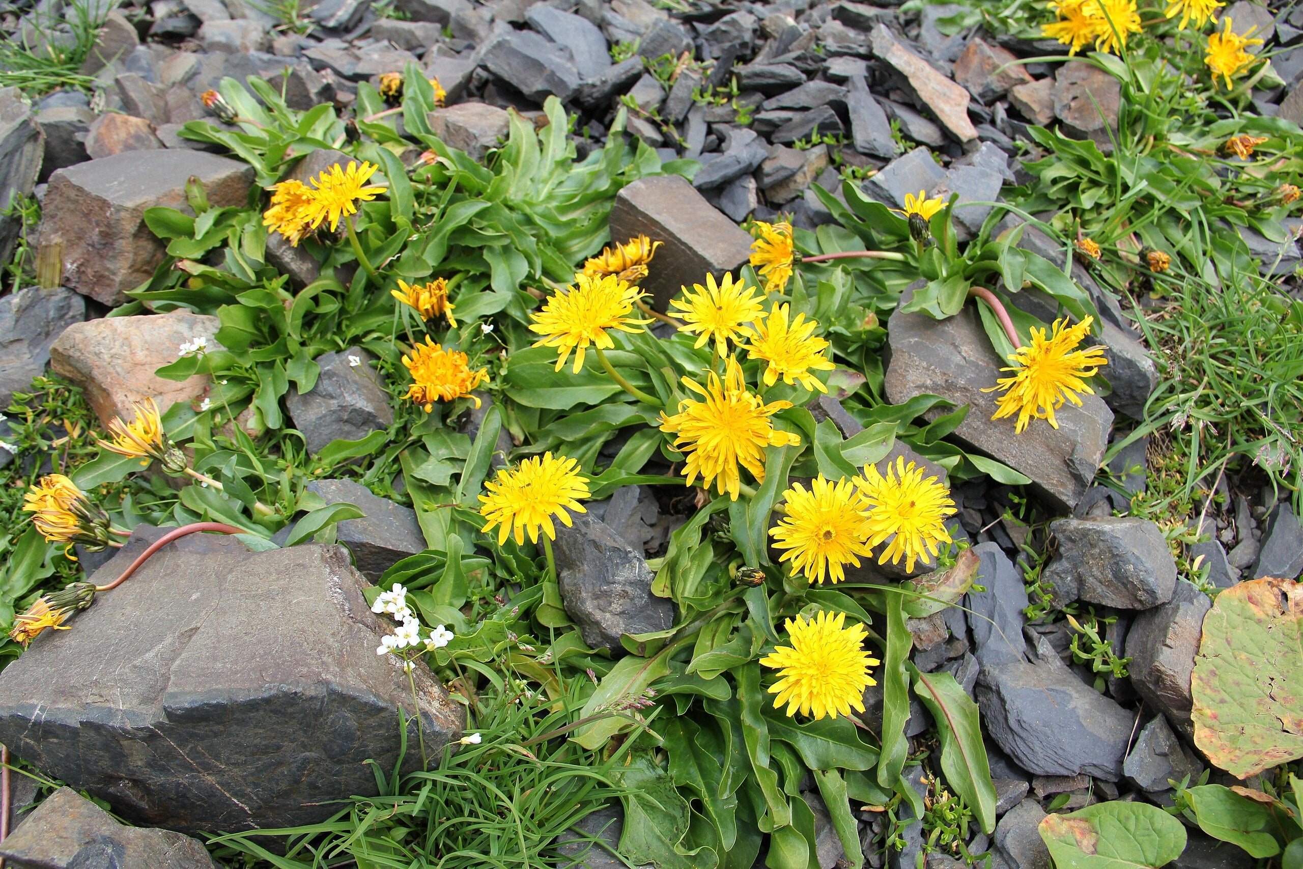 Herbst-Schuppenlöwenzahn 