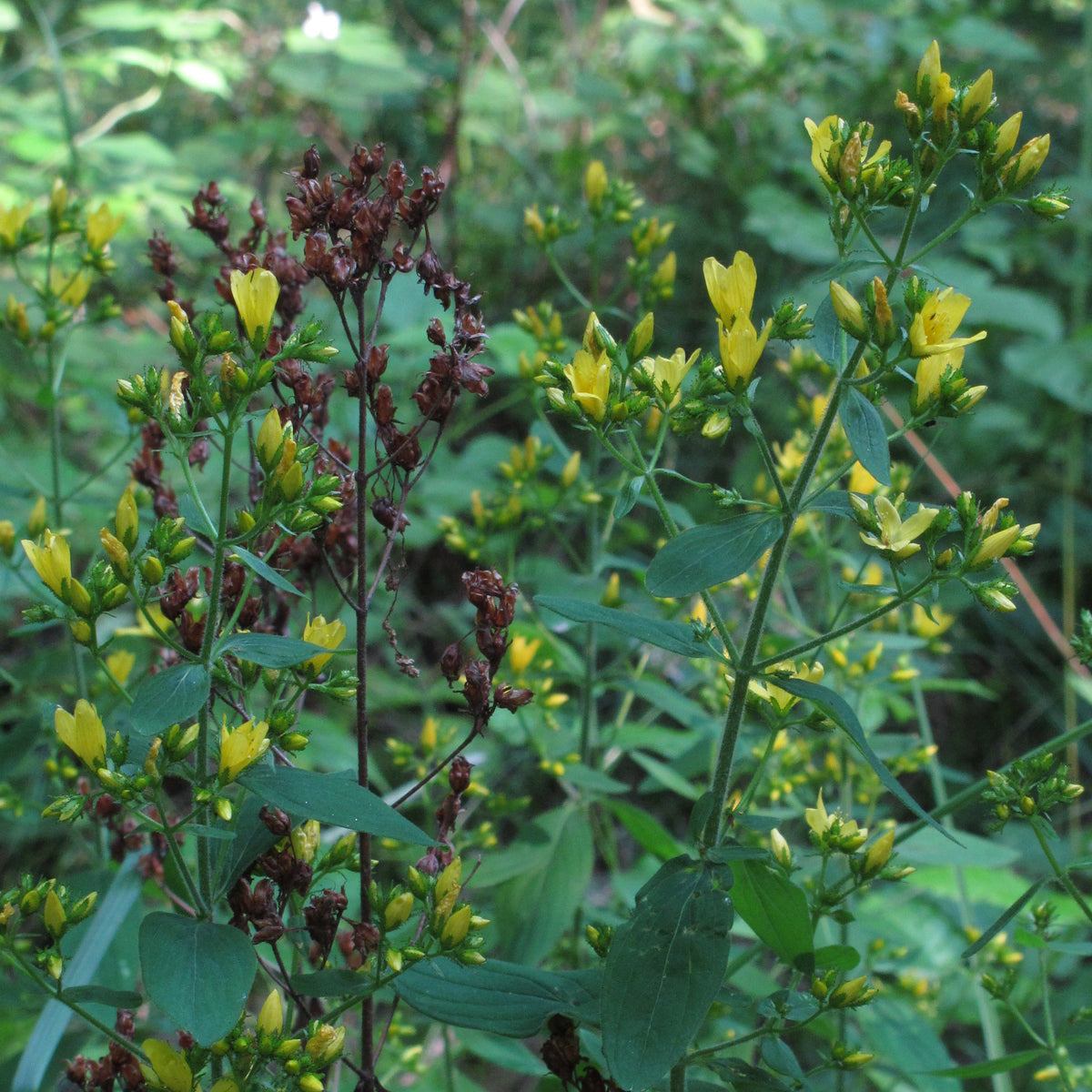 Hypericum hirsutum (Behaartes Johanniskraut)