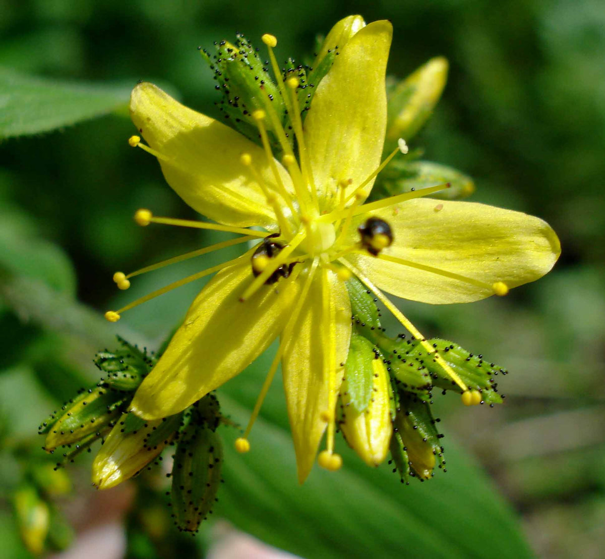 Hypericum hirsutum (Behaartes Johanniskraut)