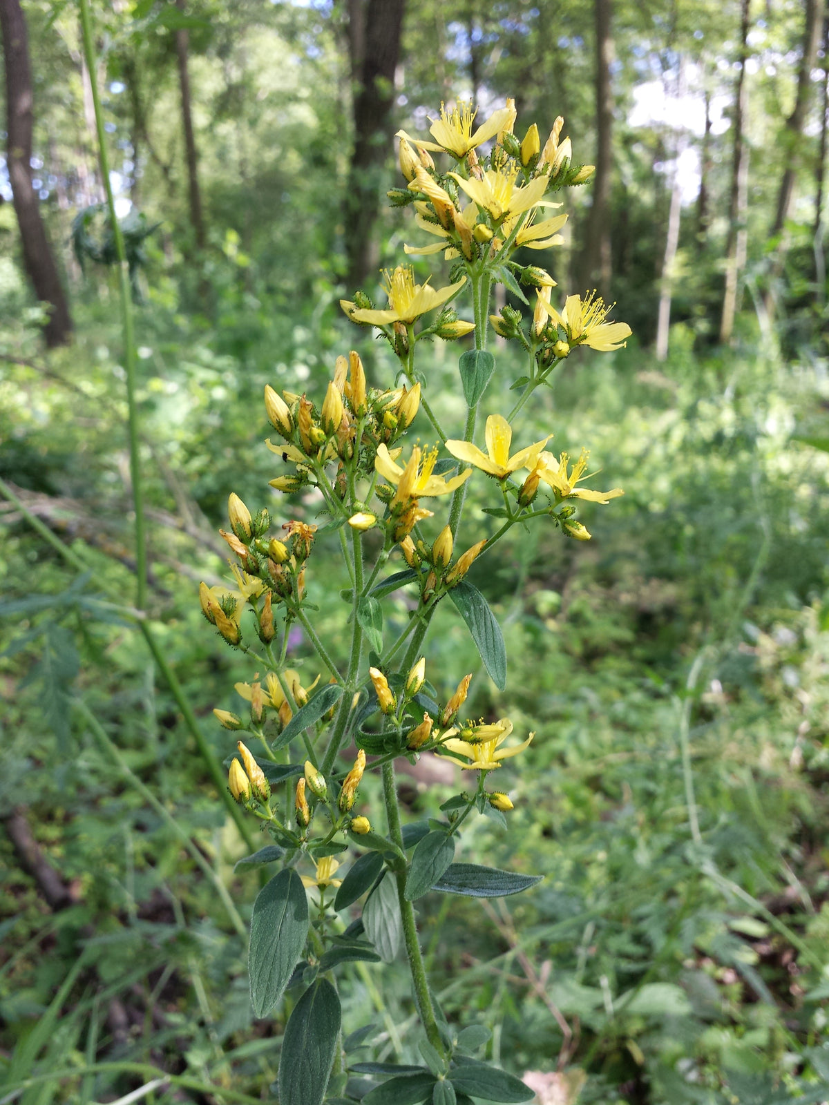 Hypericum hirsutum (Behaartes Johanniskraut)