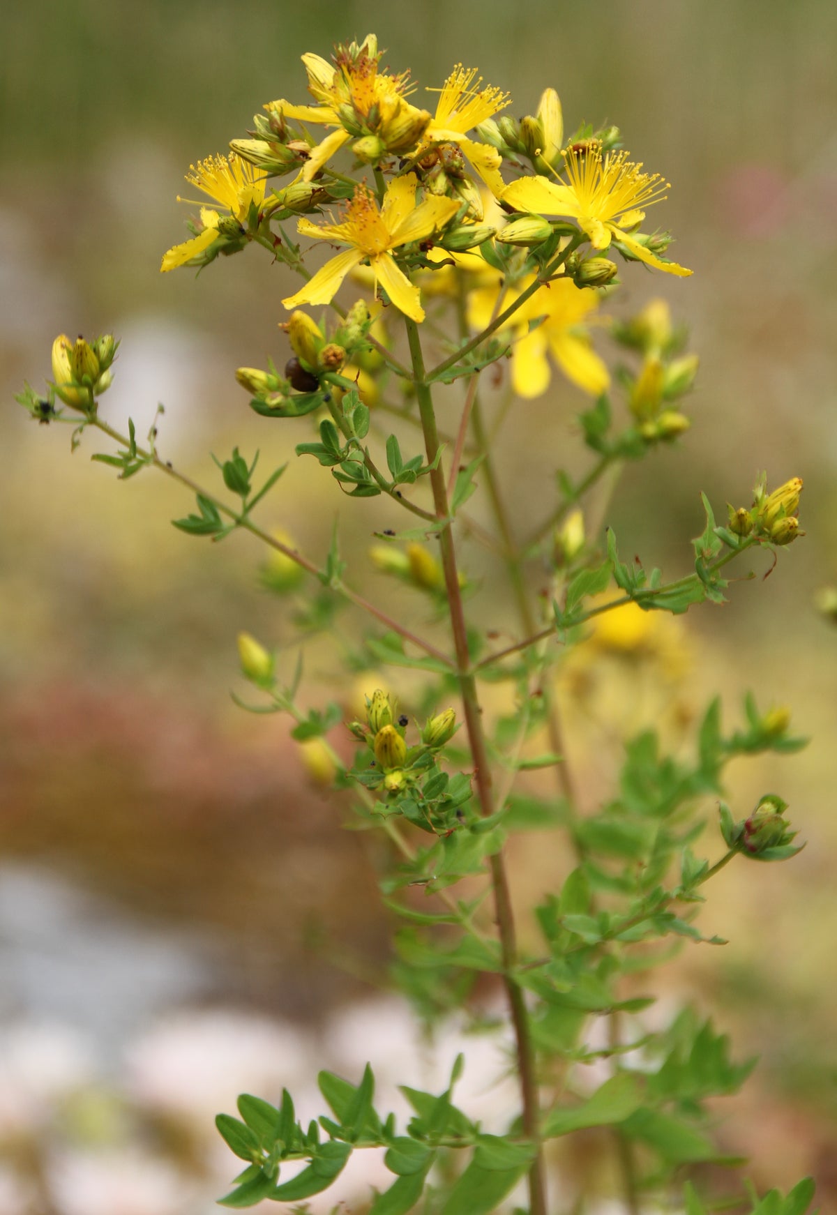 Hypericum maculatum (Geflecktes Johanniskraut)