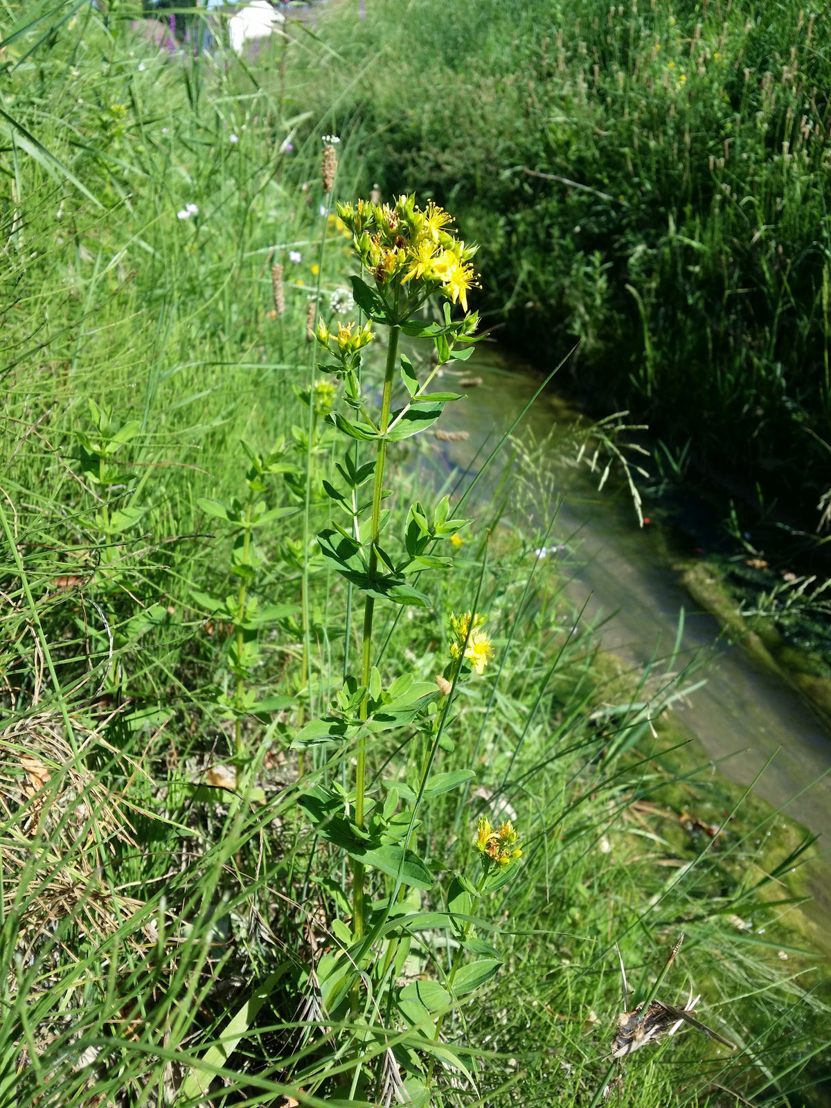 Hypericum tetrapterum (Flügel-Hartheu)