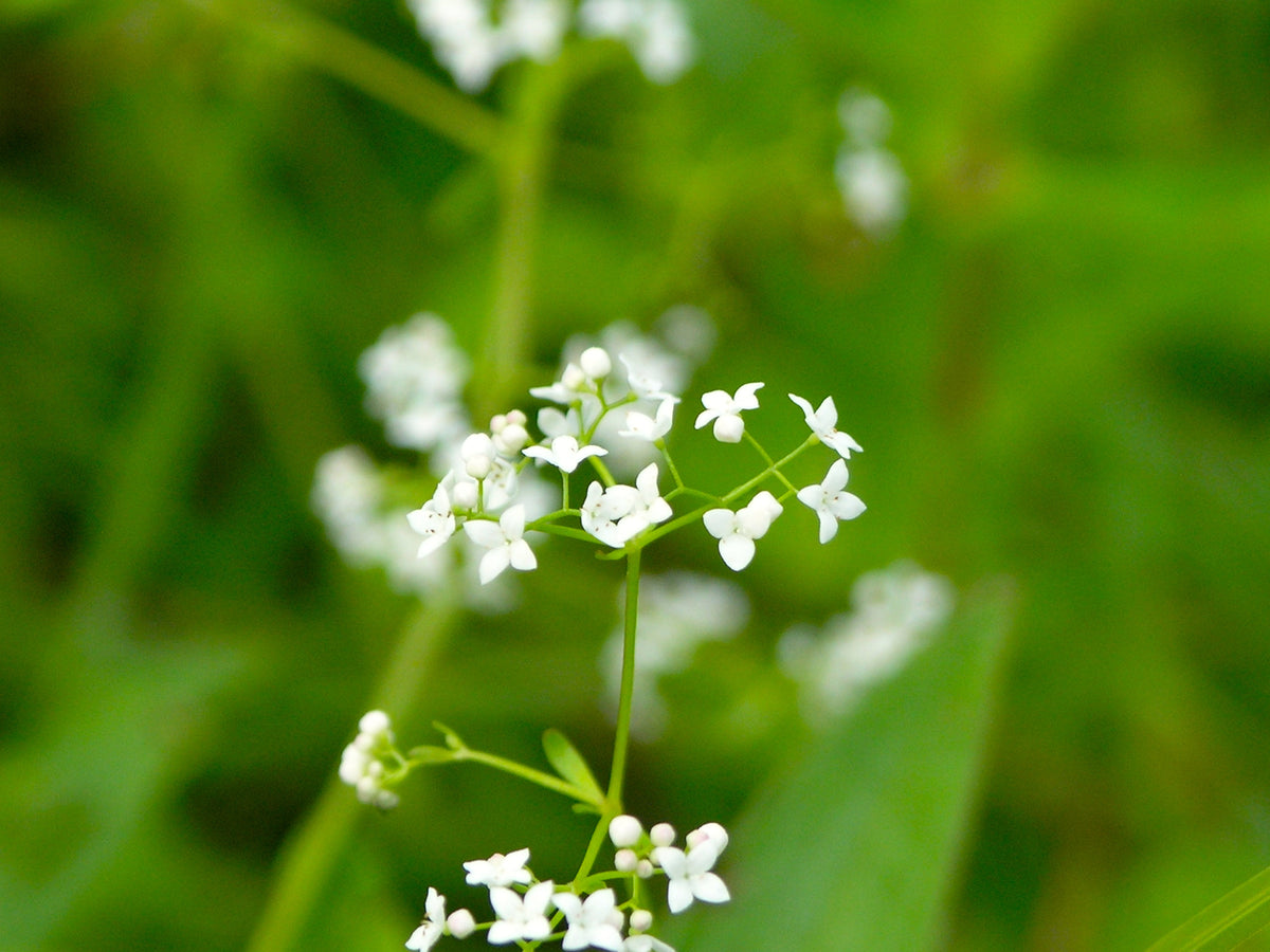 Galium palustre (Sumpf-Labkraut)
