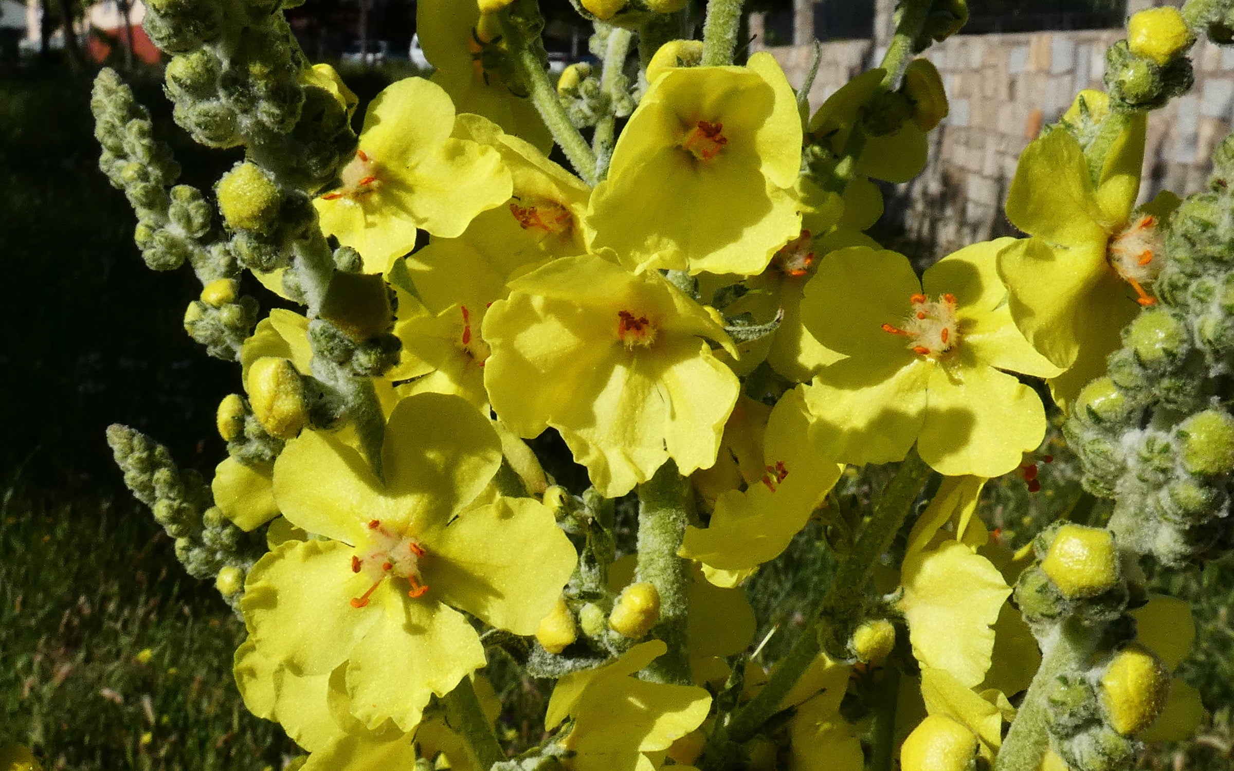 Kleinblütige Königskerze